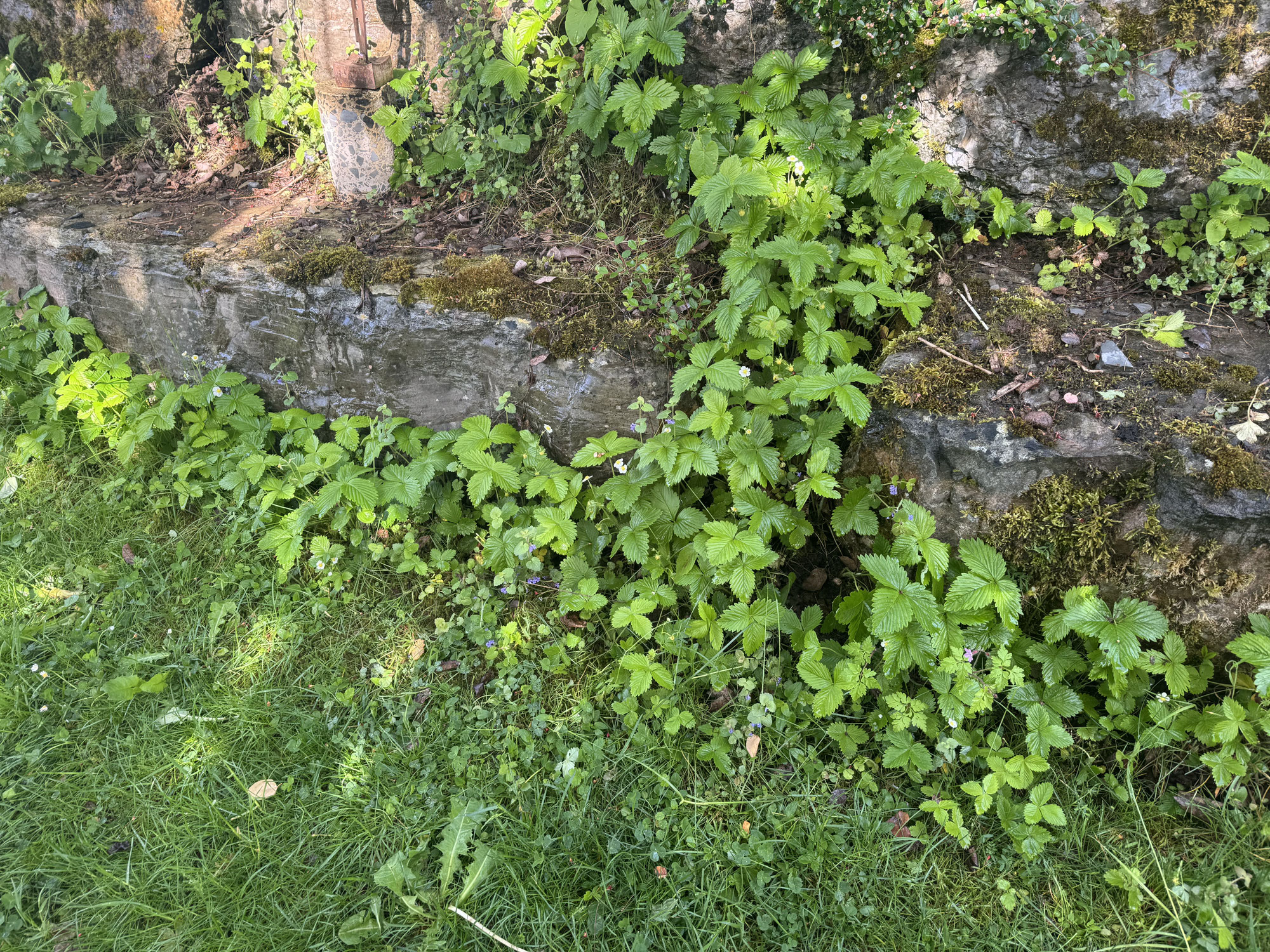 Mit Vandana Shiva durch den Garten