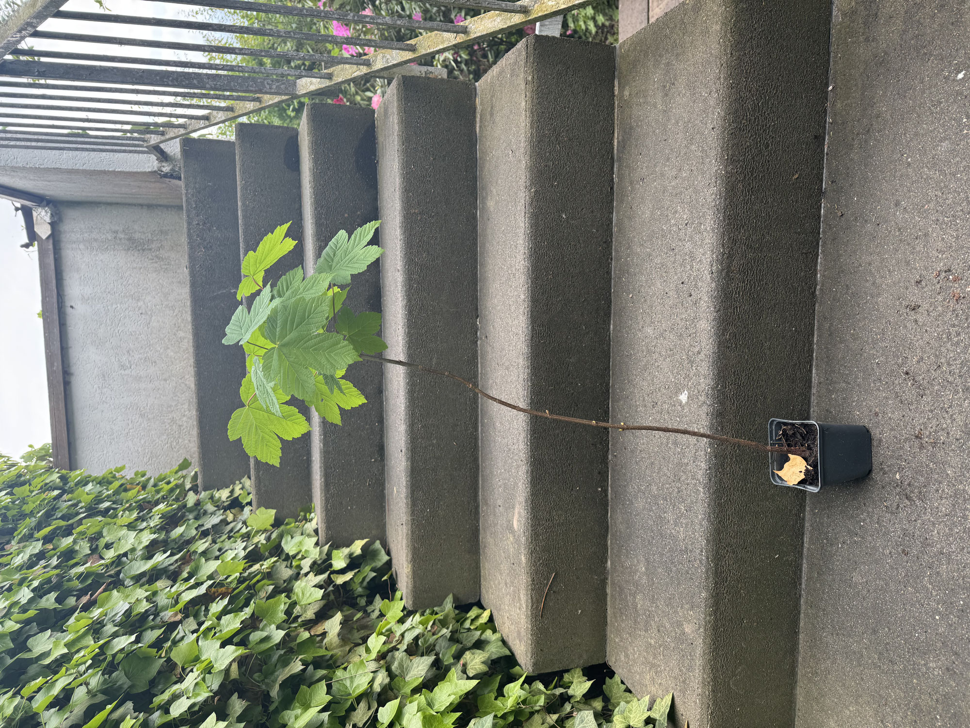 Der erste Baum für deine Allee