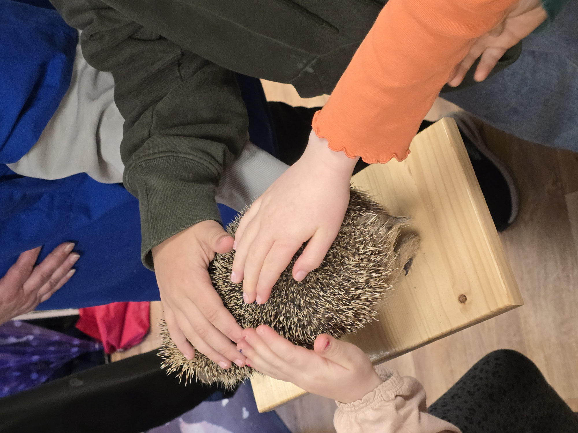 Dem Igel auf der Spur