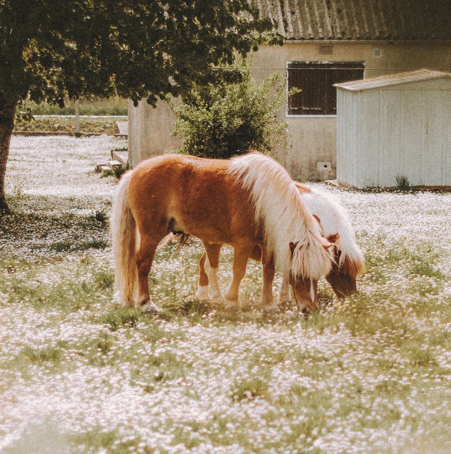 Alles ums Pony mit Kimi