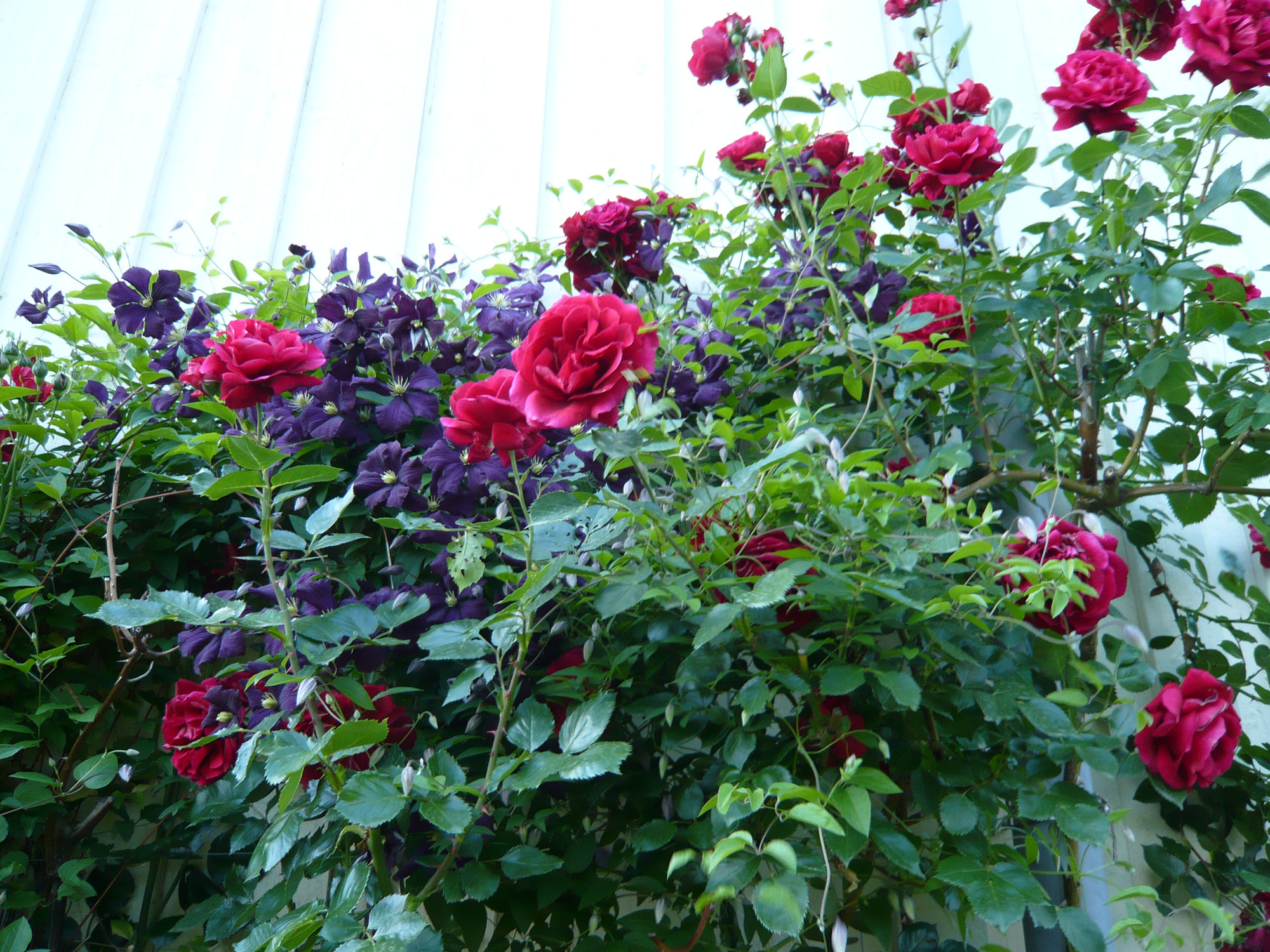 Mein Gartenparadies im Sommer
