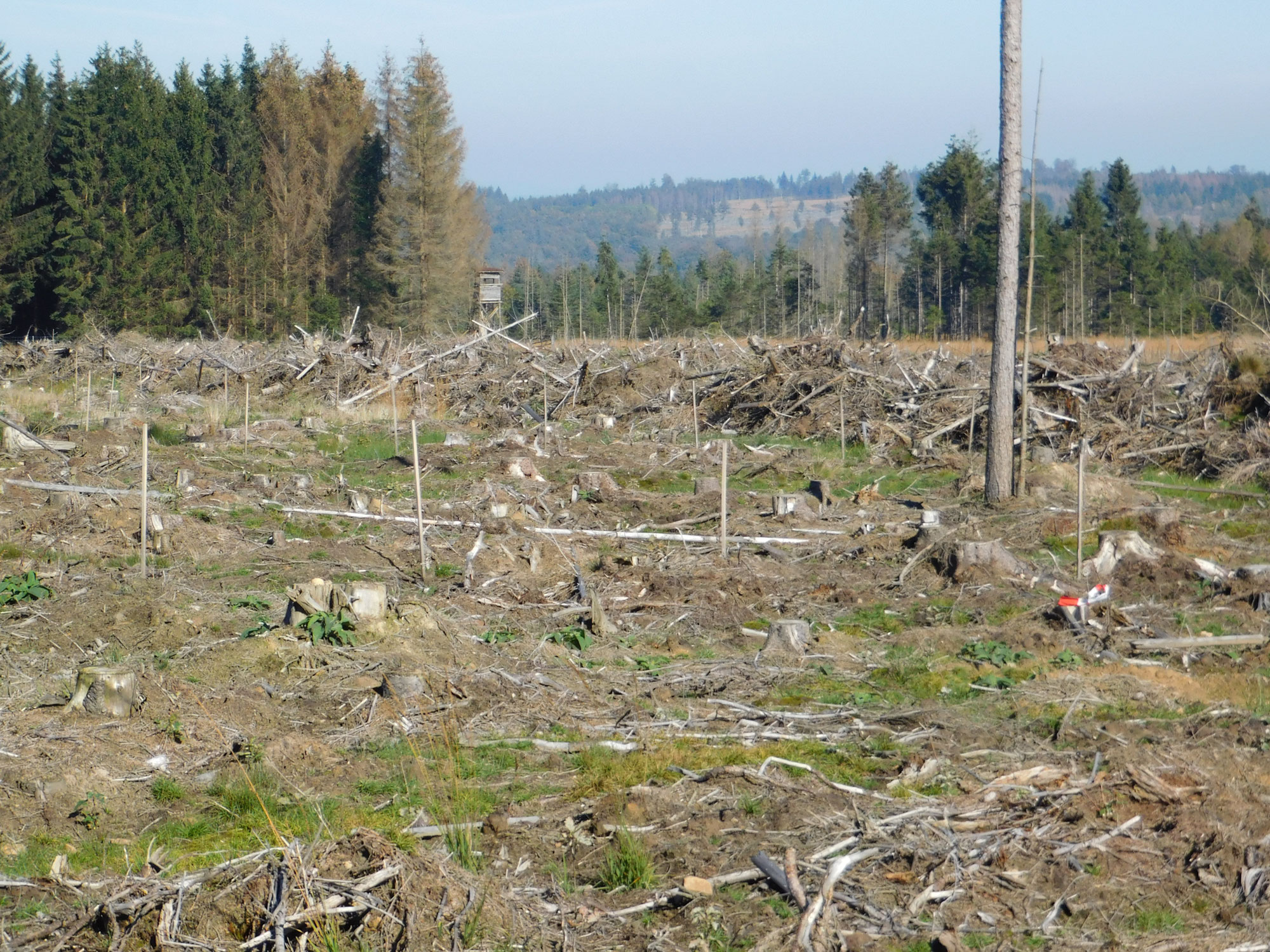 Naturschutzinitiative e.V. (NI) erstattet Anzeige gegen Hessen-Forst