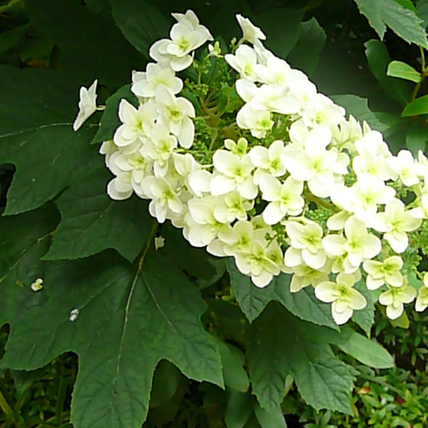紫陽花
