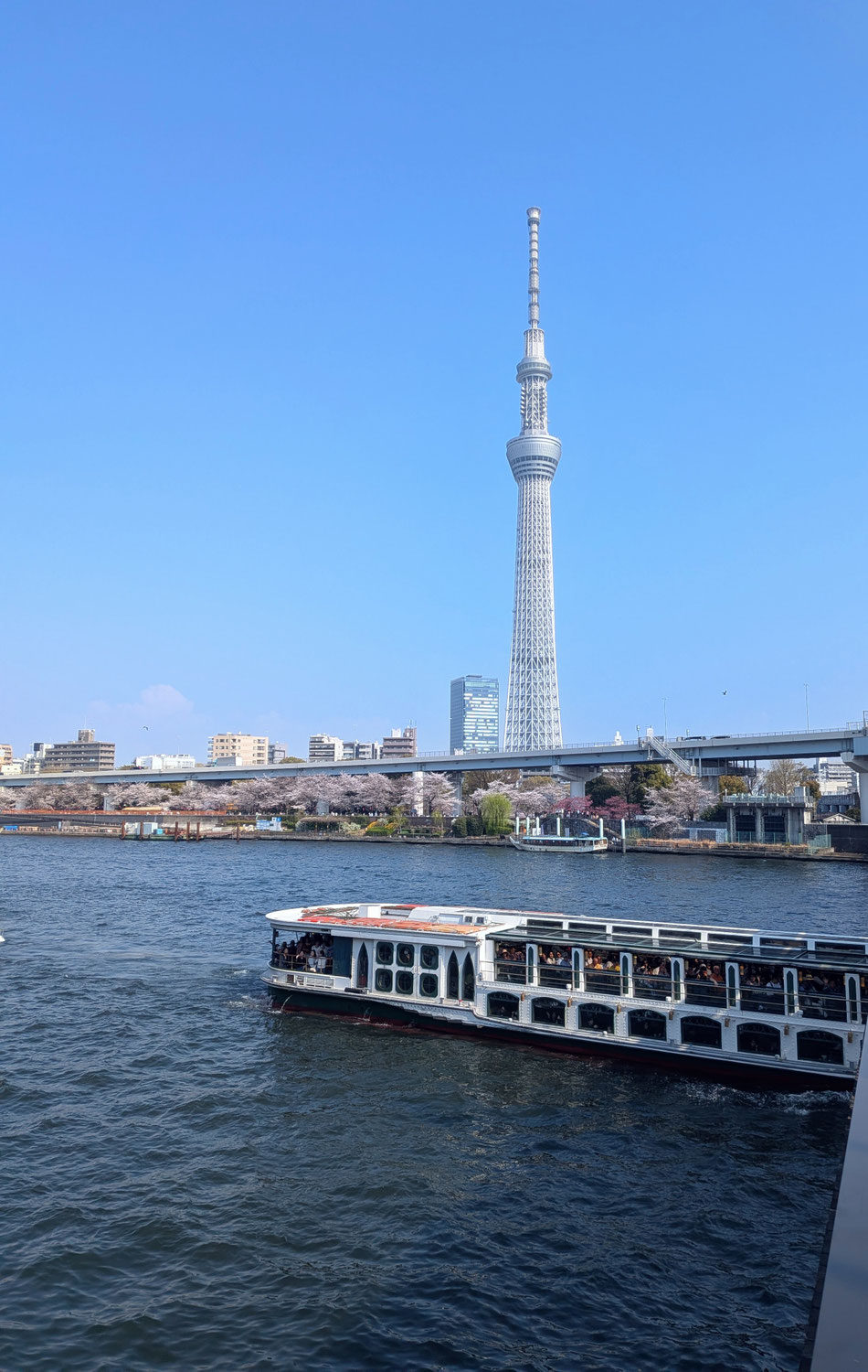 【隅田公園でお花見】行政書士　伊藤 浩先生のご招待でお花見