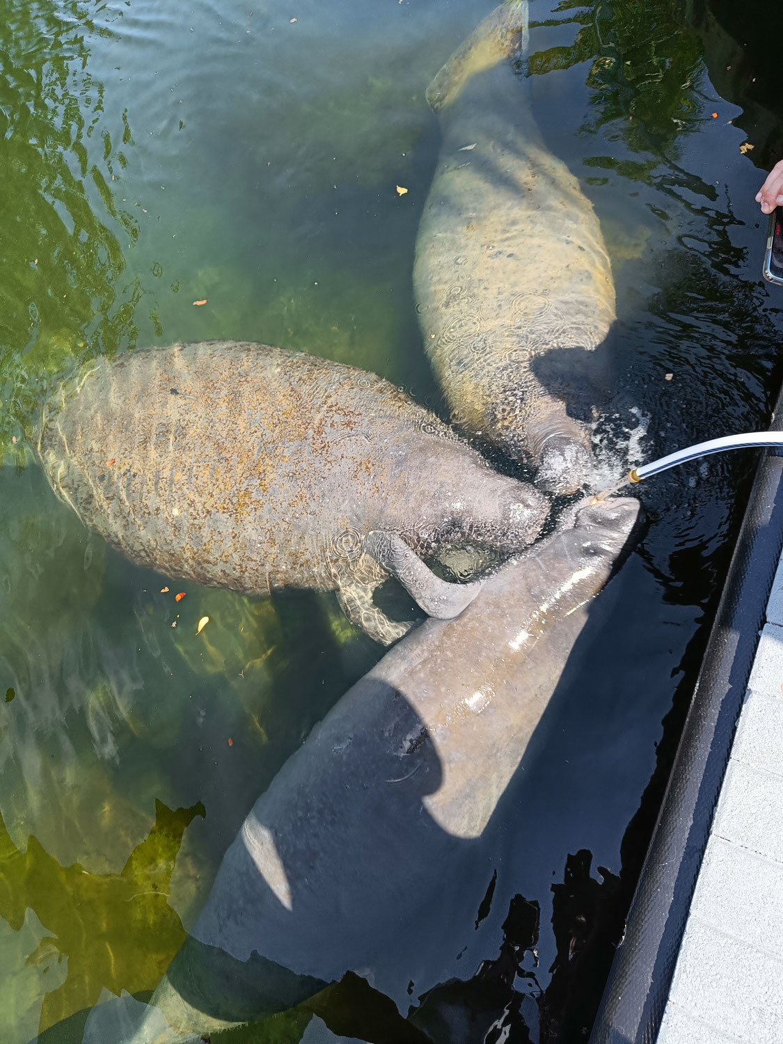 Viel Besuch auf Key Largo