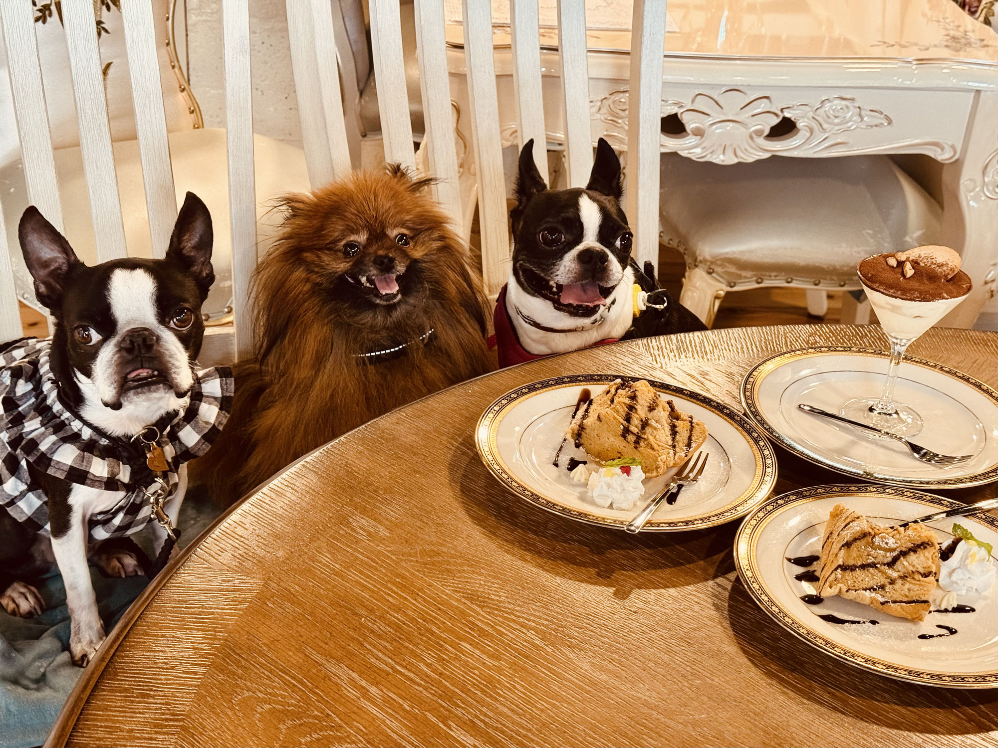 大切な愛犬と一緒に楽しめる、ペット同伴OKのレストランです🐾