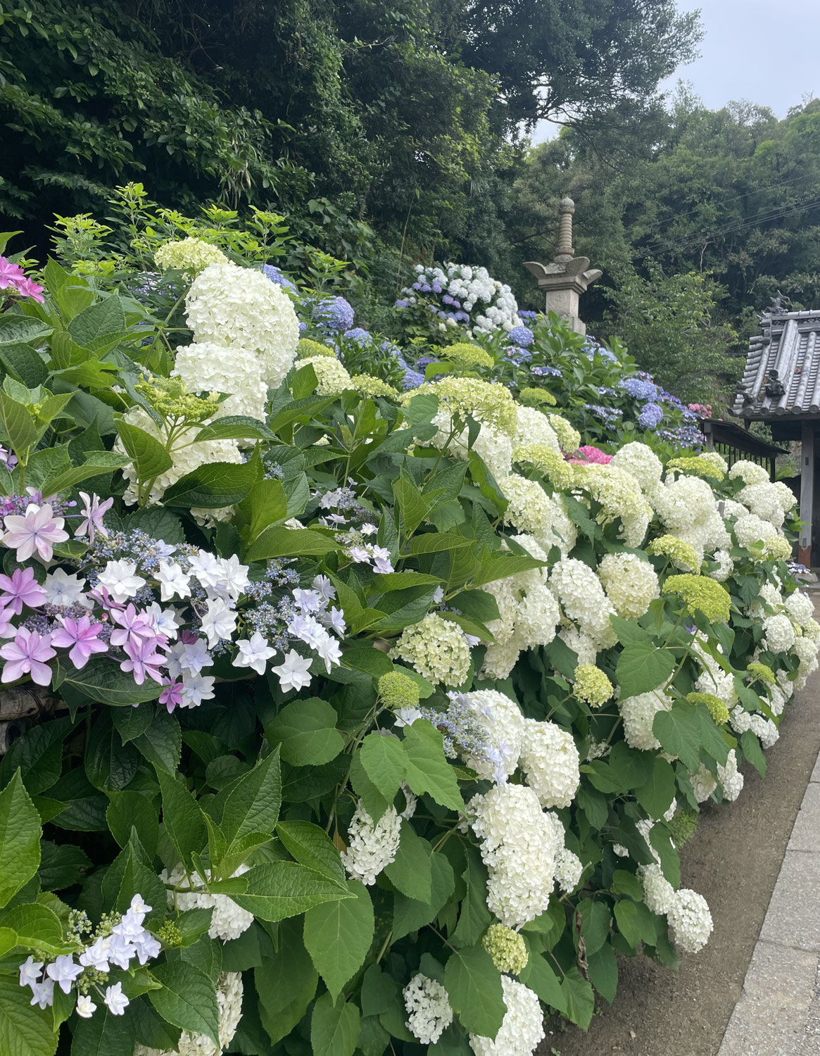 体験教室いかがですか？