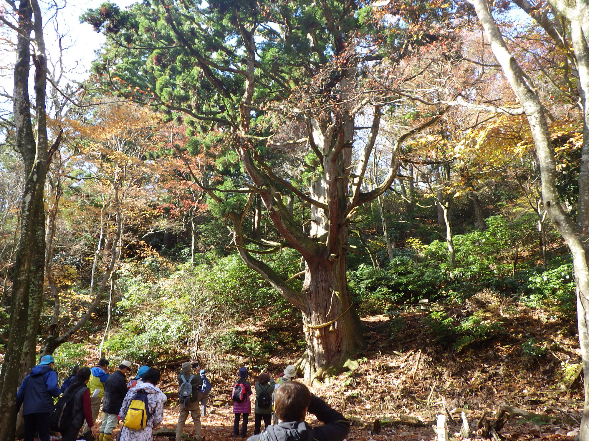 樹齢1000年逆杉と史跡をたずねるトレッキング