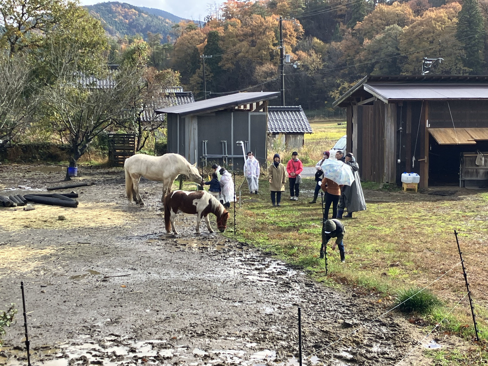 馬と森を歩く森林リトリート②