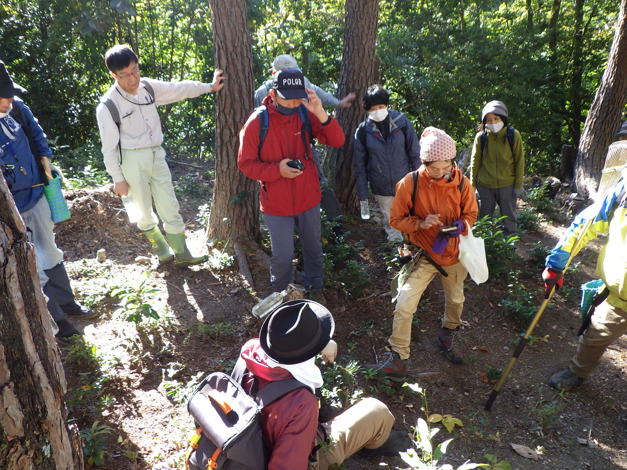 マツタケ復活の山づくり