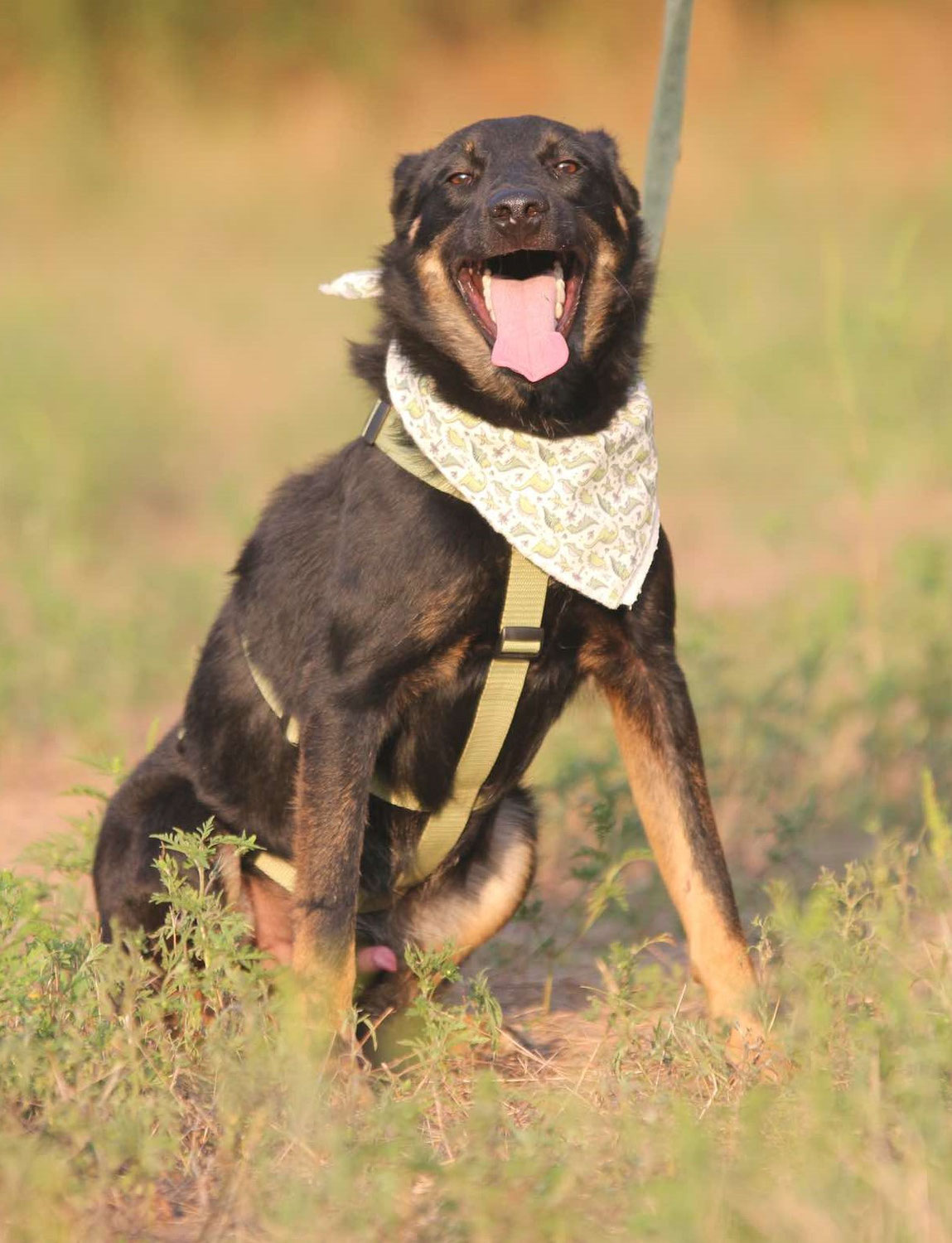 Claide - Überaus liebenswerter junger Rüde mit Potential zum Traumhund