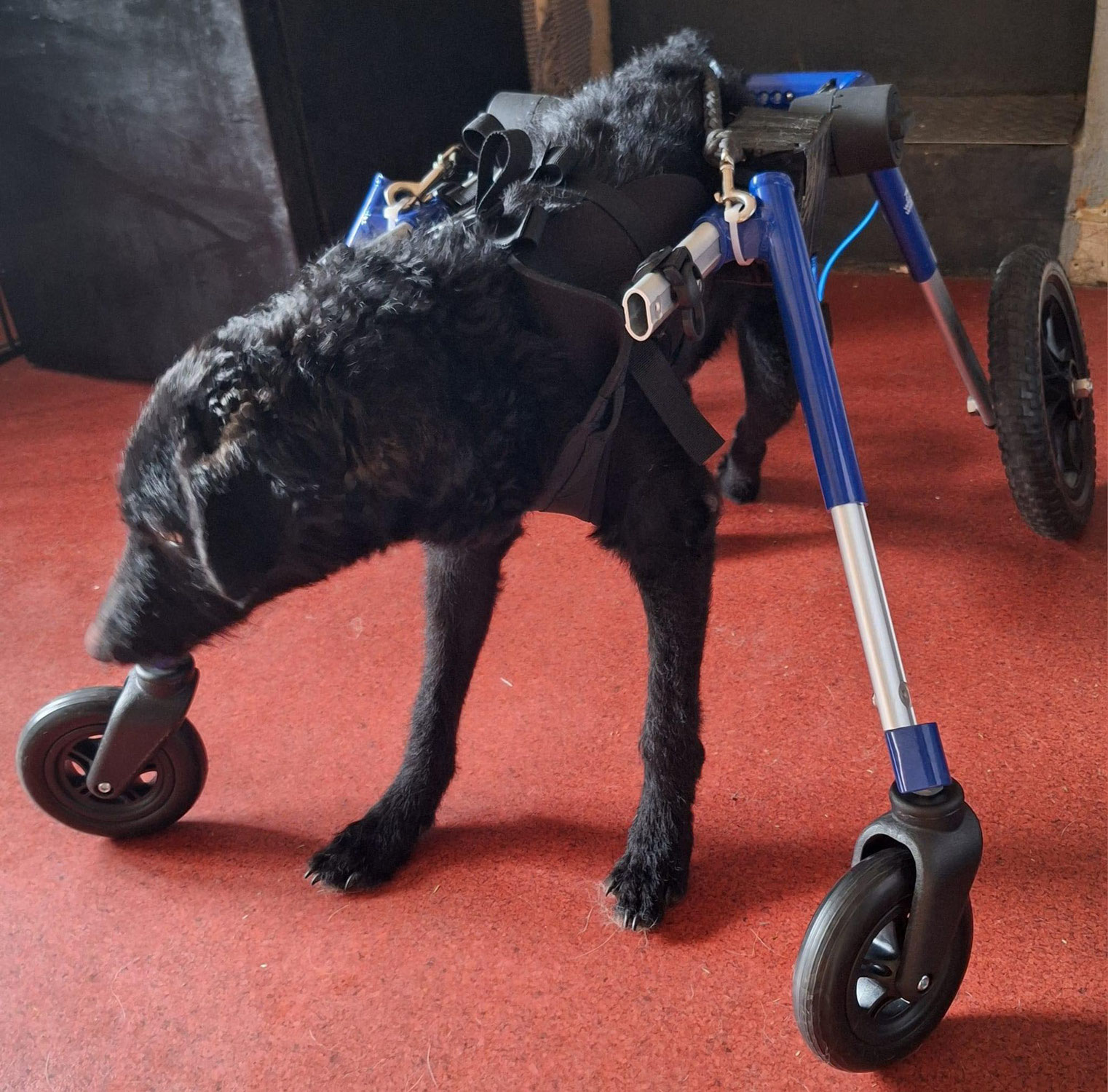 Clyde: Ein Rollihund zieht auf den Lebenshof