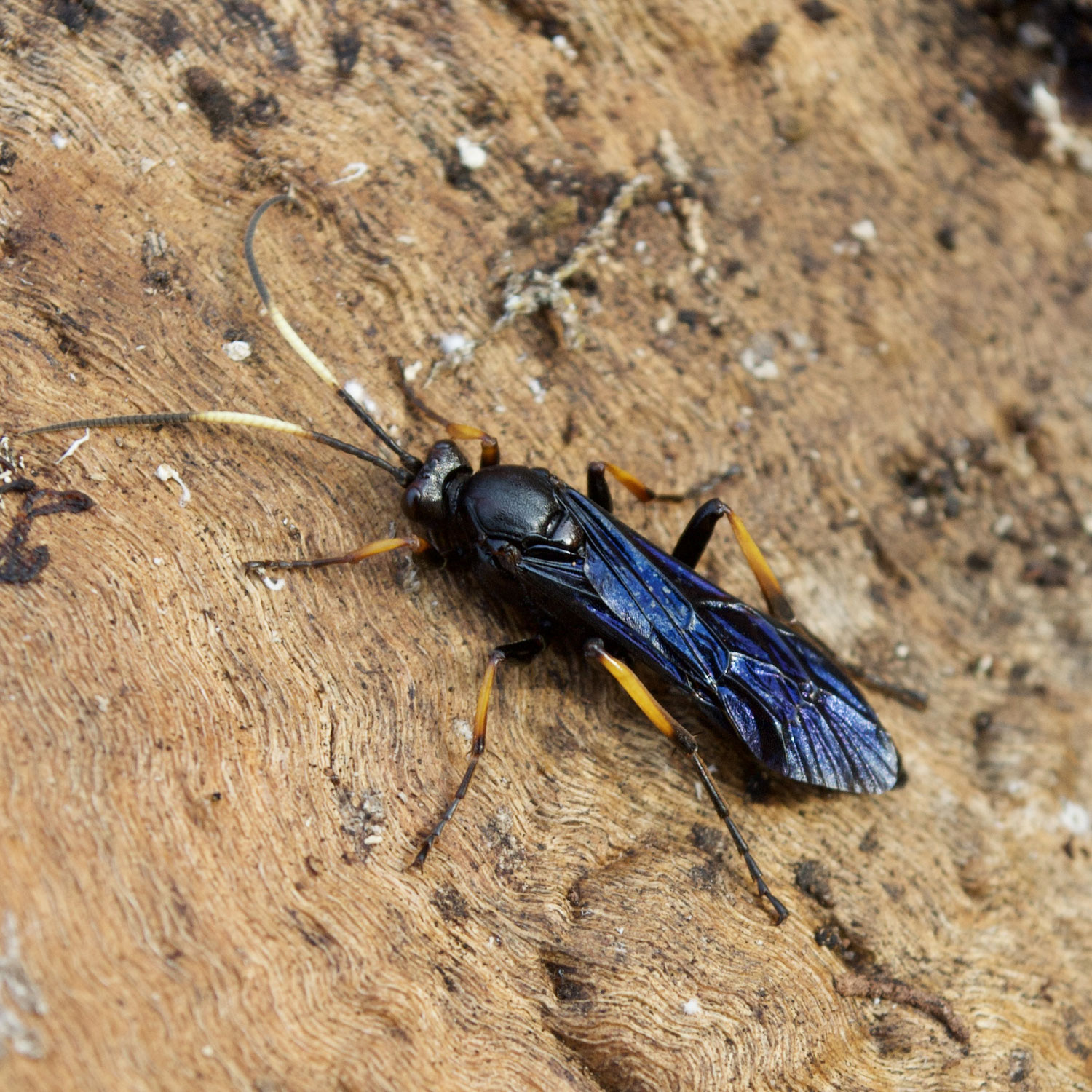 How Some Insects Make it Through the Winter