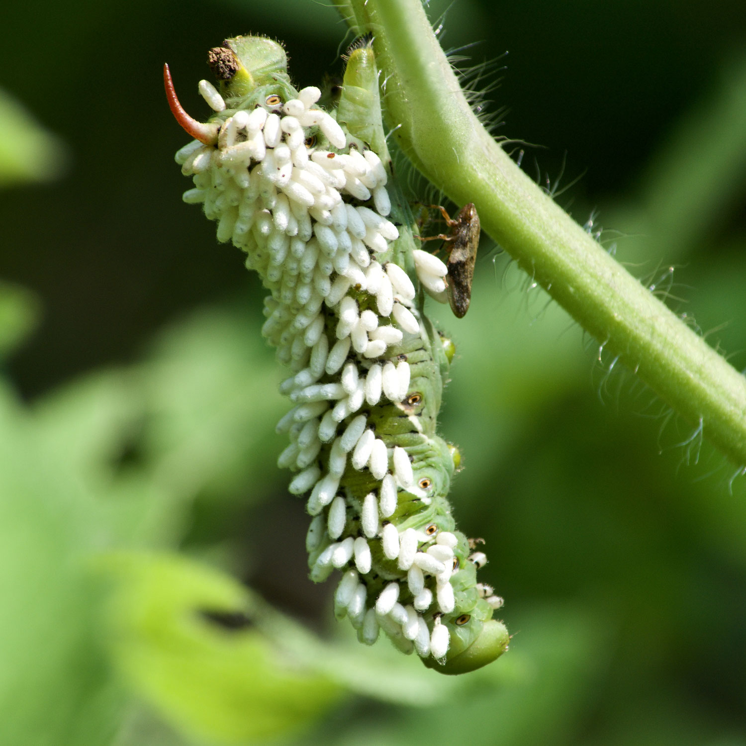 Grow Better Vegetables