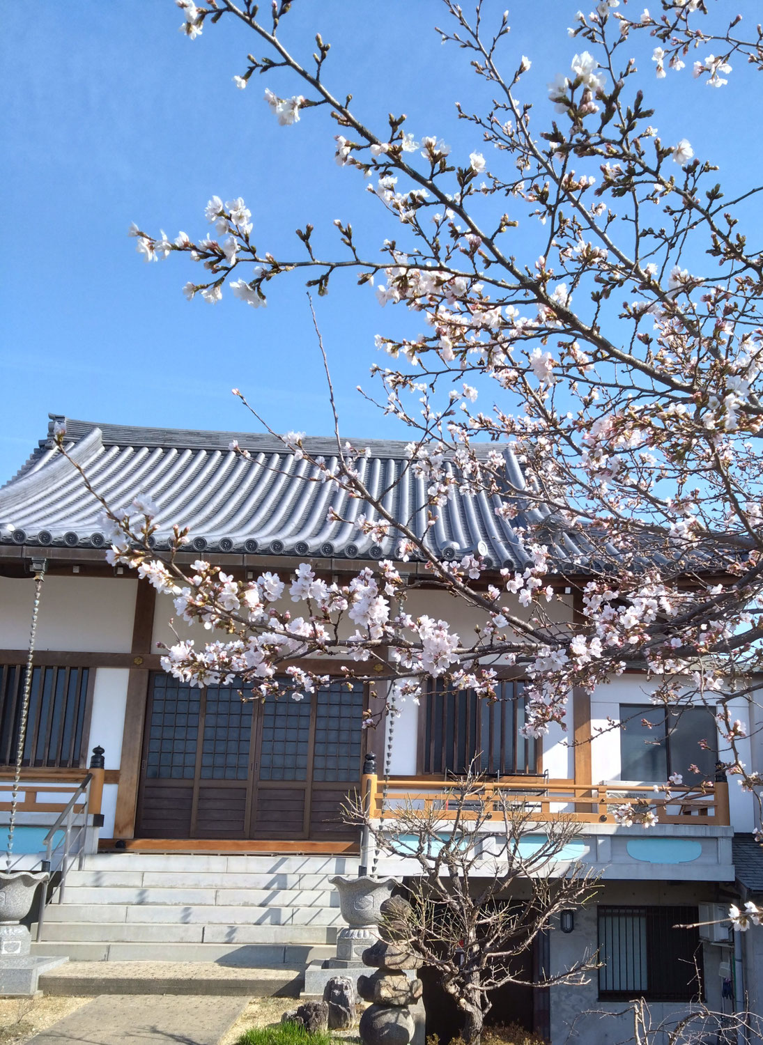 桜
