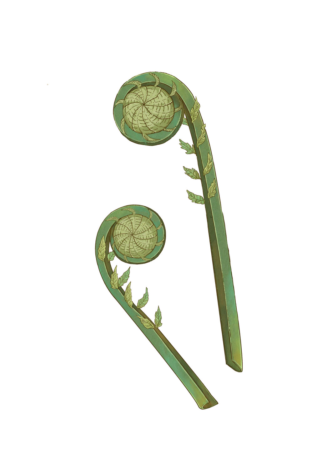 植物・風景イラスト欄にイラスト１点追加しました