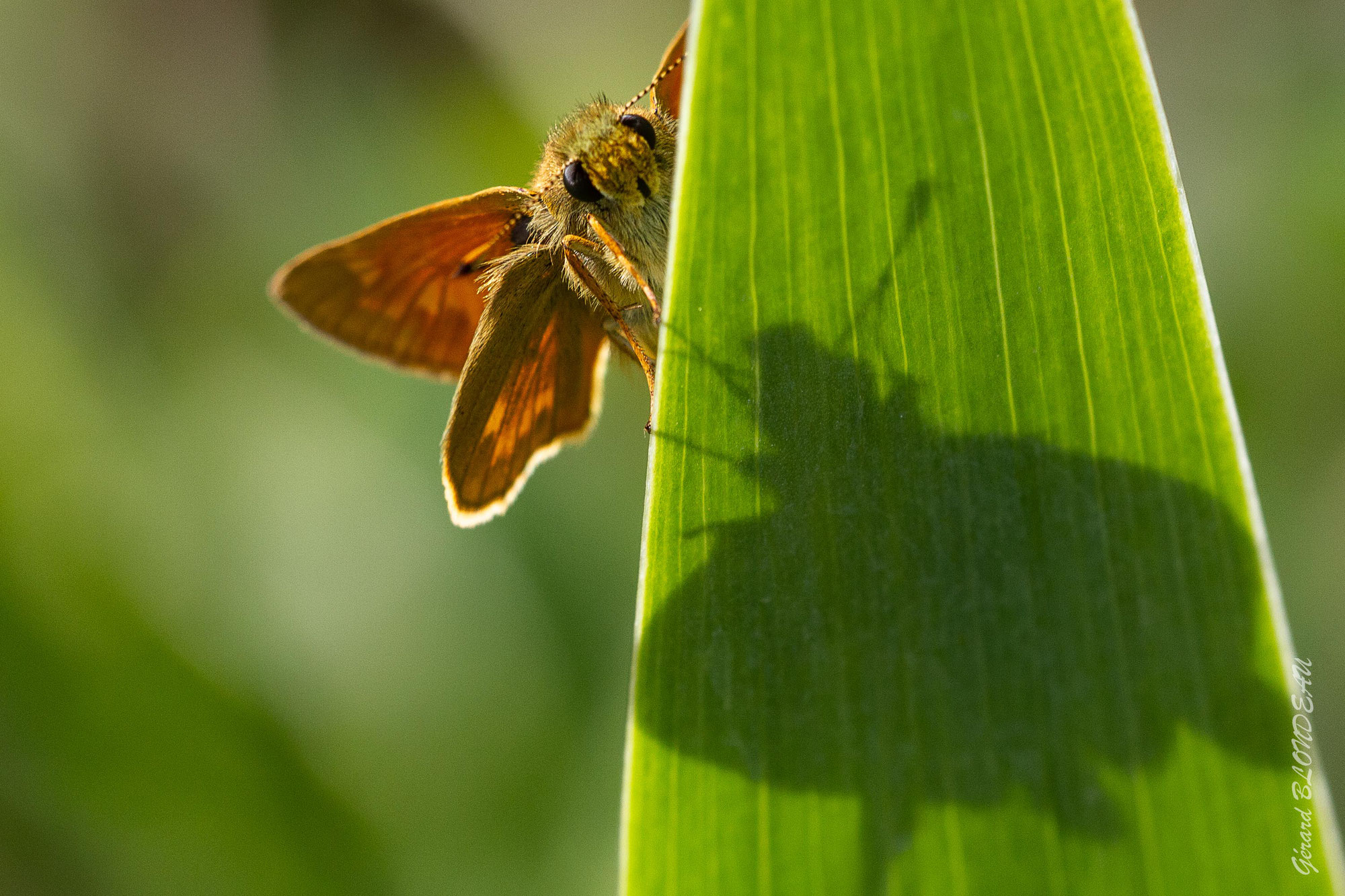 INSECTES EN CHALEUR