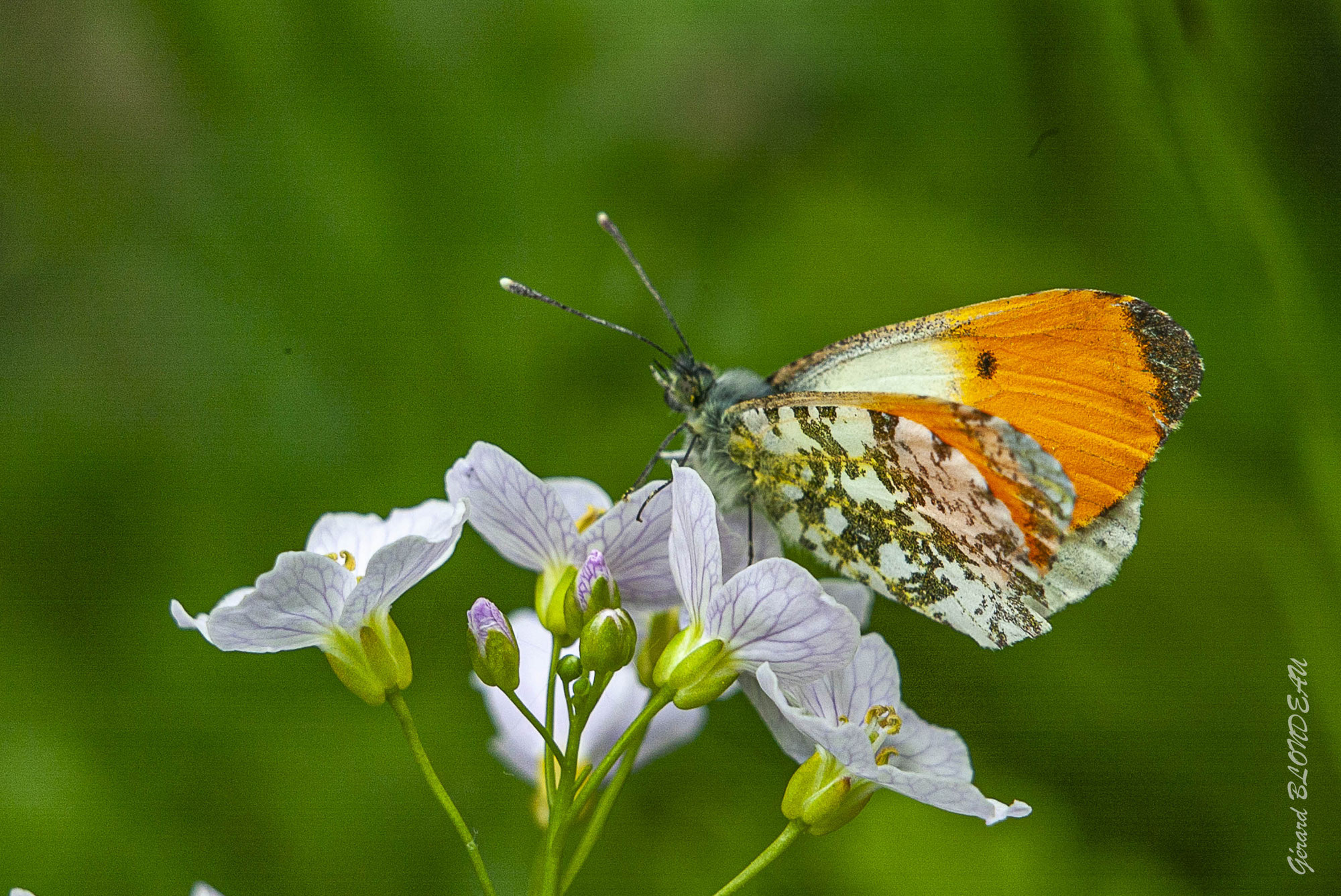 L’aurore messager du printemps