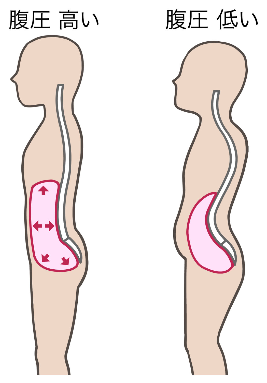 1分で分かる【腰】腰痛には腹圧と腹横筋｜宮スポーツ新聞