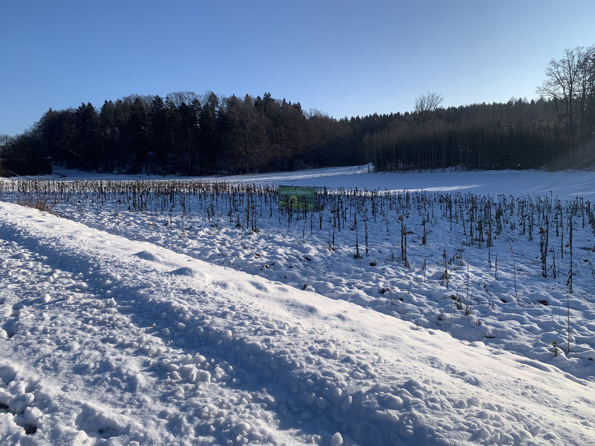 Winter 21/22 auf der Blumenwiese