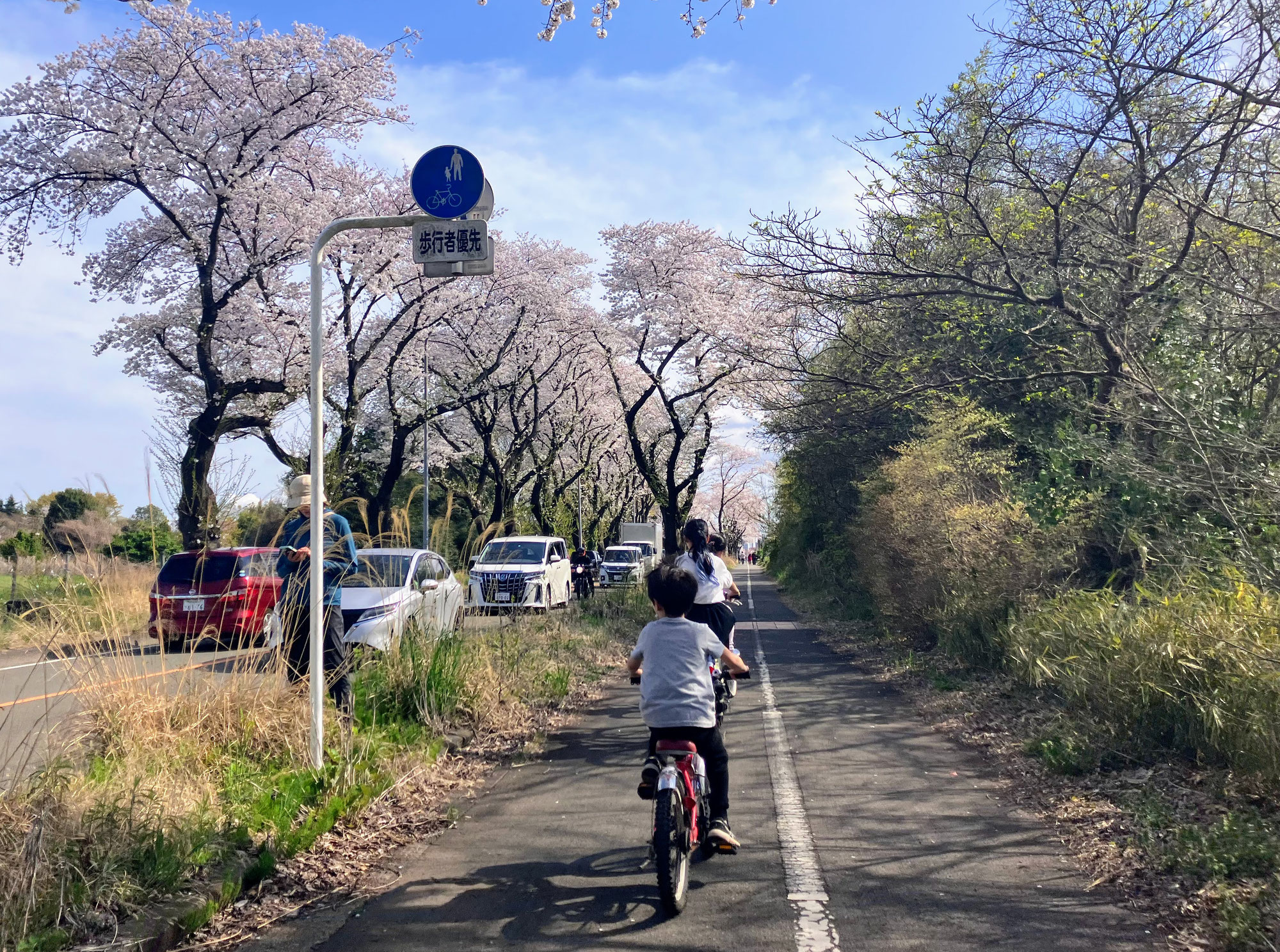 「まるたのしろ」へ！桜並木をサイクリング！