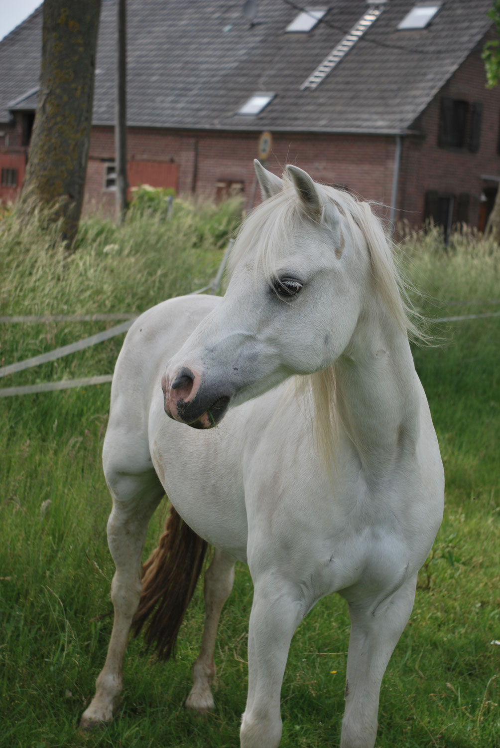 Ein Pony für mein Kind