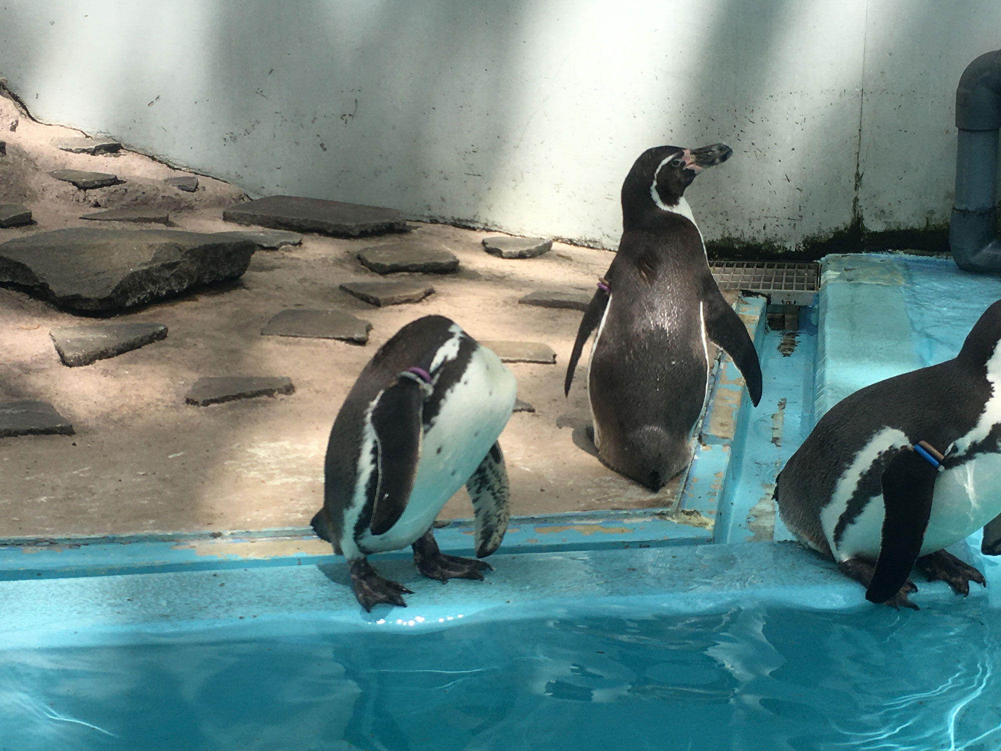 夢見ヶ崎動物公園ハイキング