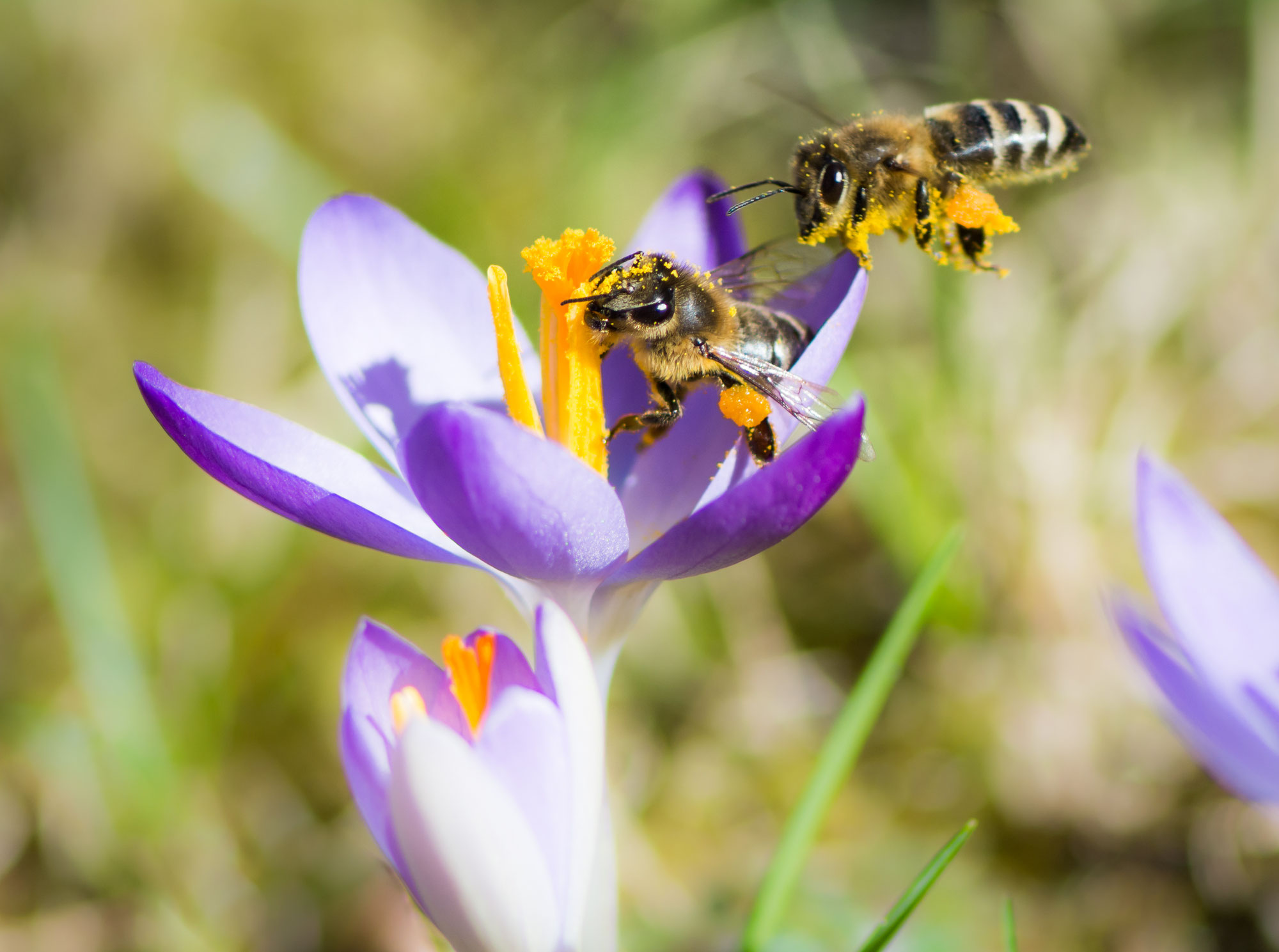 Summend in den Frühling