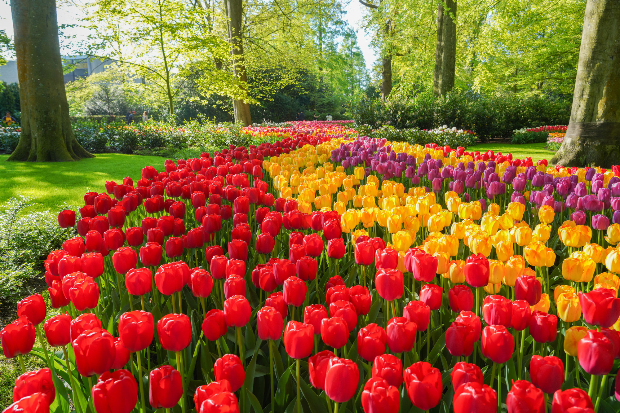 Tulpen, nicht nur aus Amsterdam