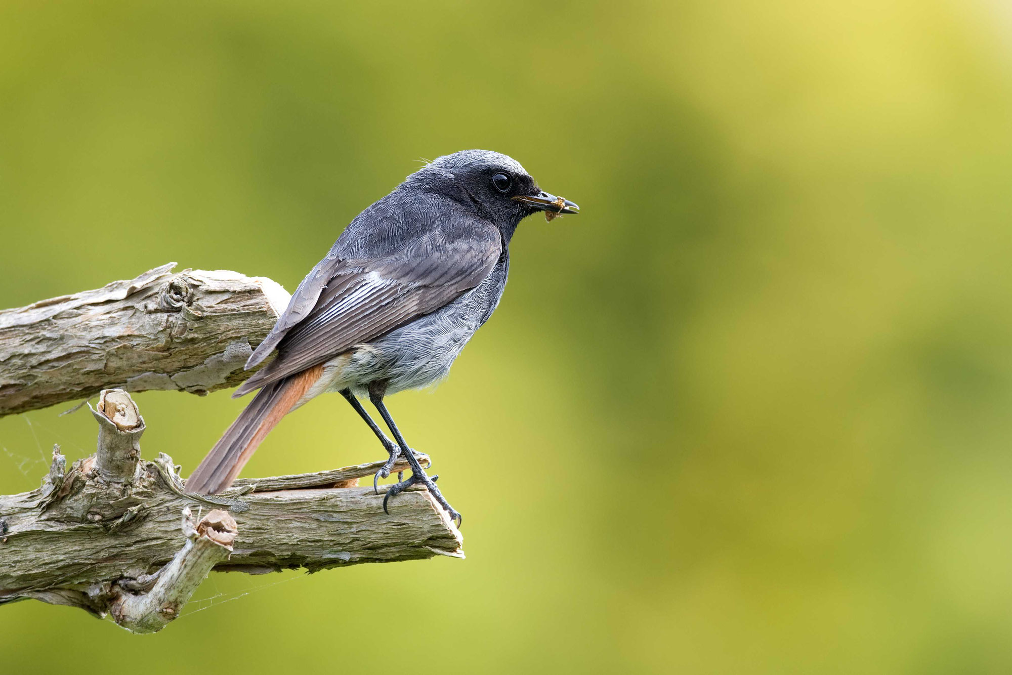 Der Hausrotschwanz ist Vogel des Jahres 2025
