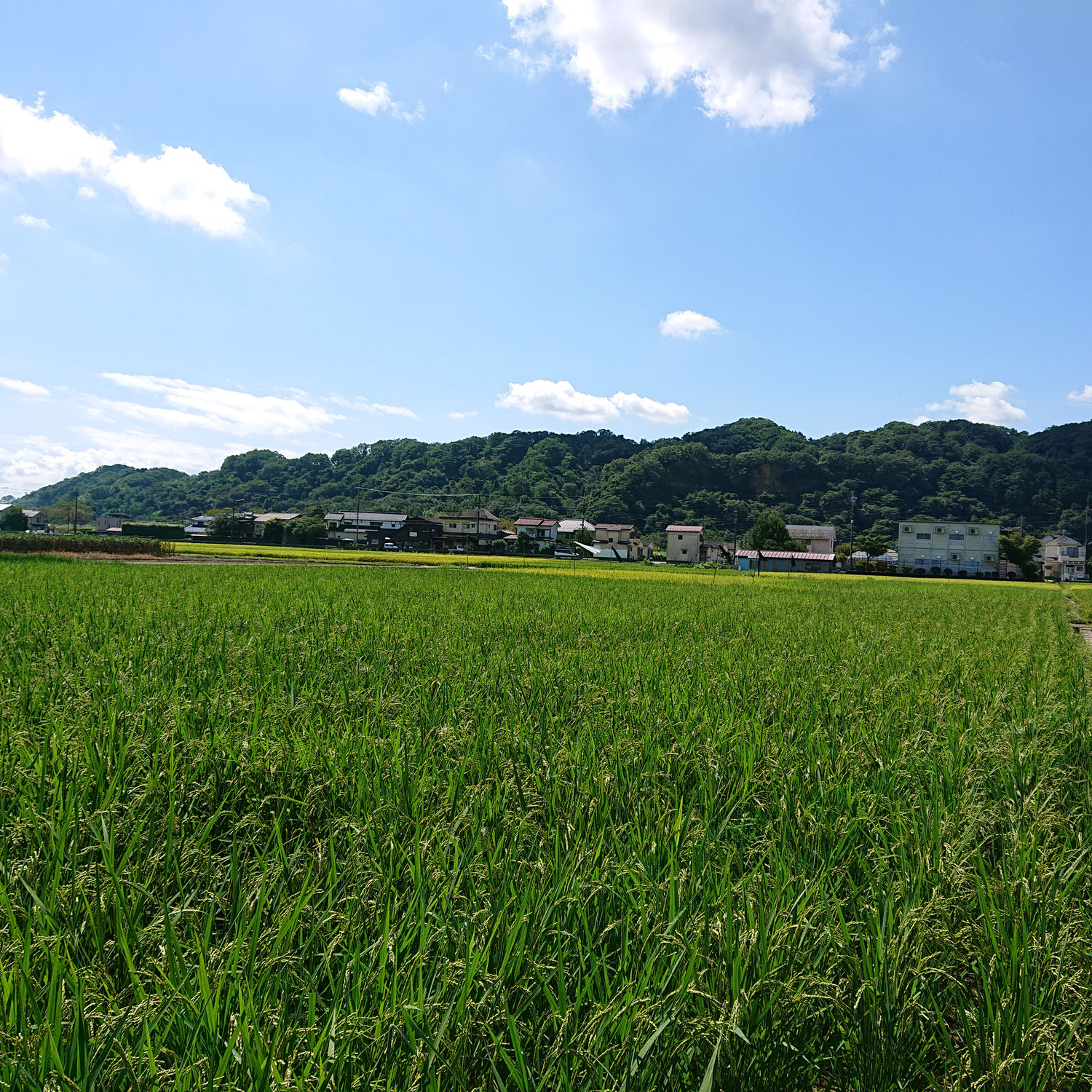 羽村米コシヒカリ