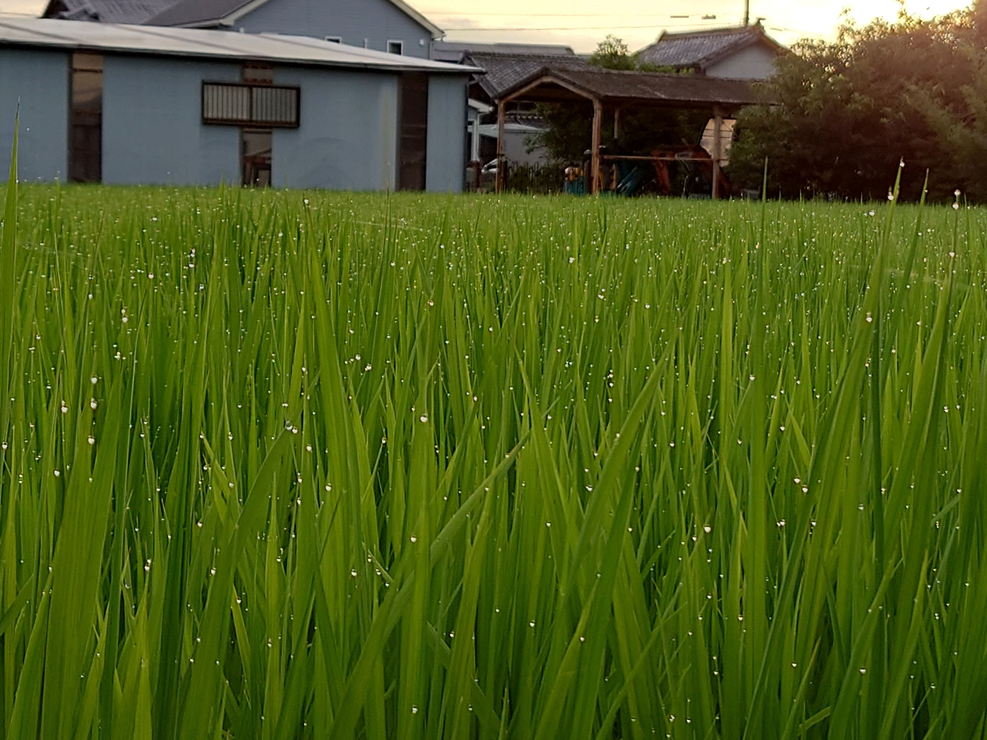 雨上がりの風景