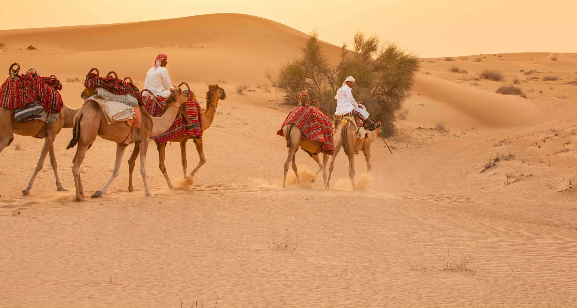 Tief In Einem Arabischen Arschloch Tief In Einem Arabischen Arschloch