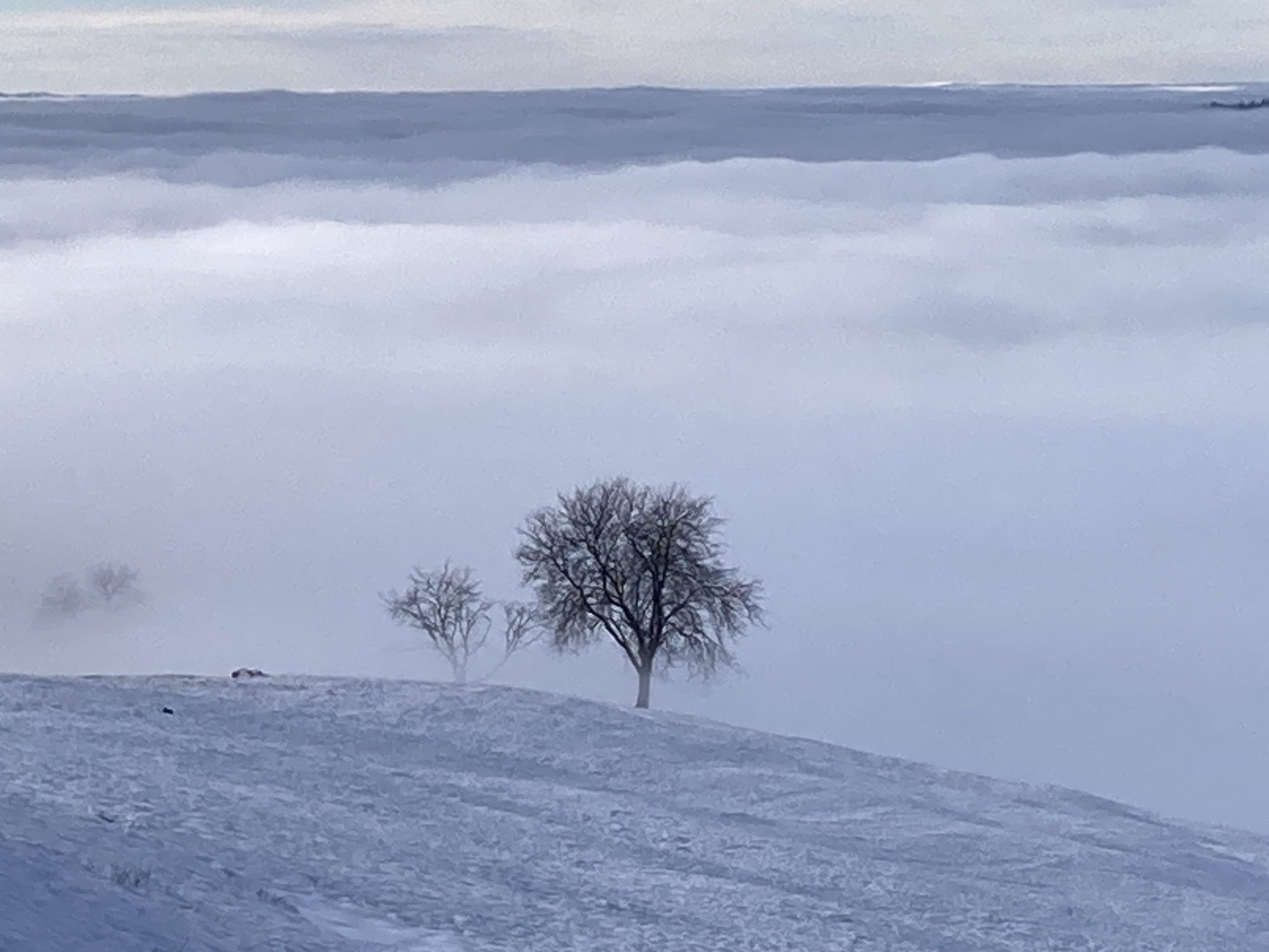 nebel