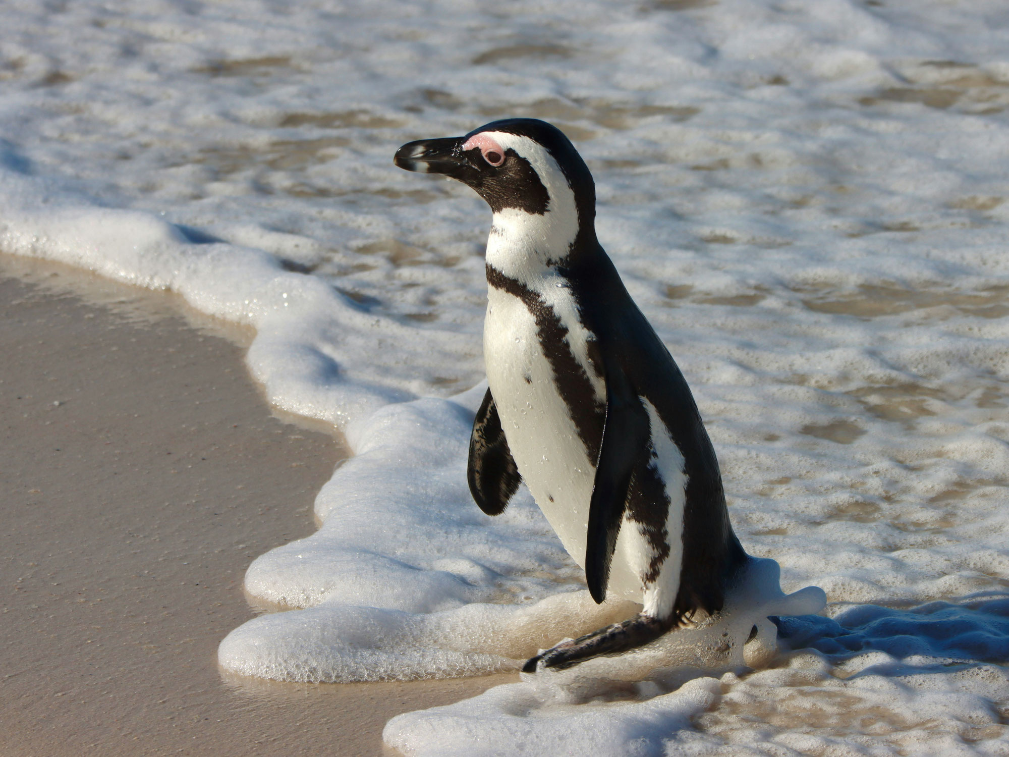 ケープペンギン大量死の悲劇！主食の魚が消え、「飢餓」が群れを襲った