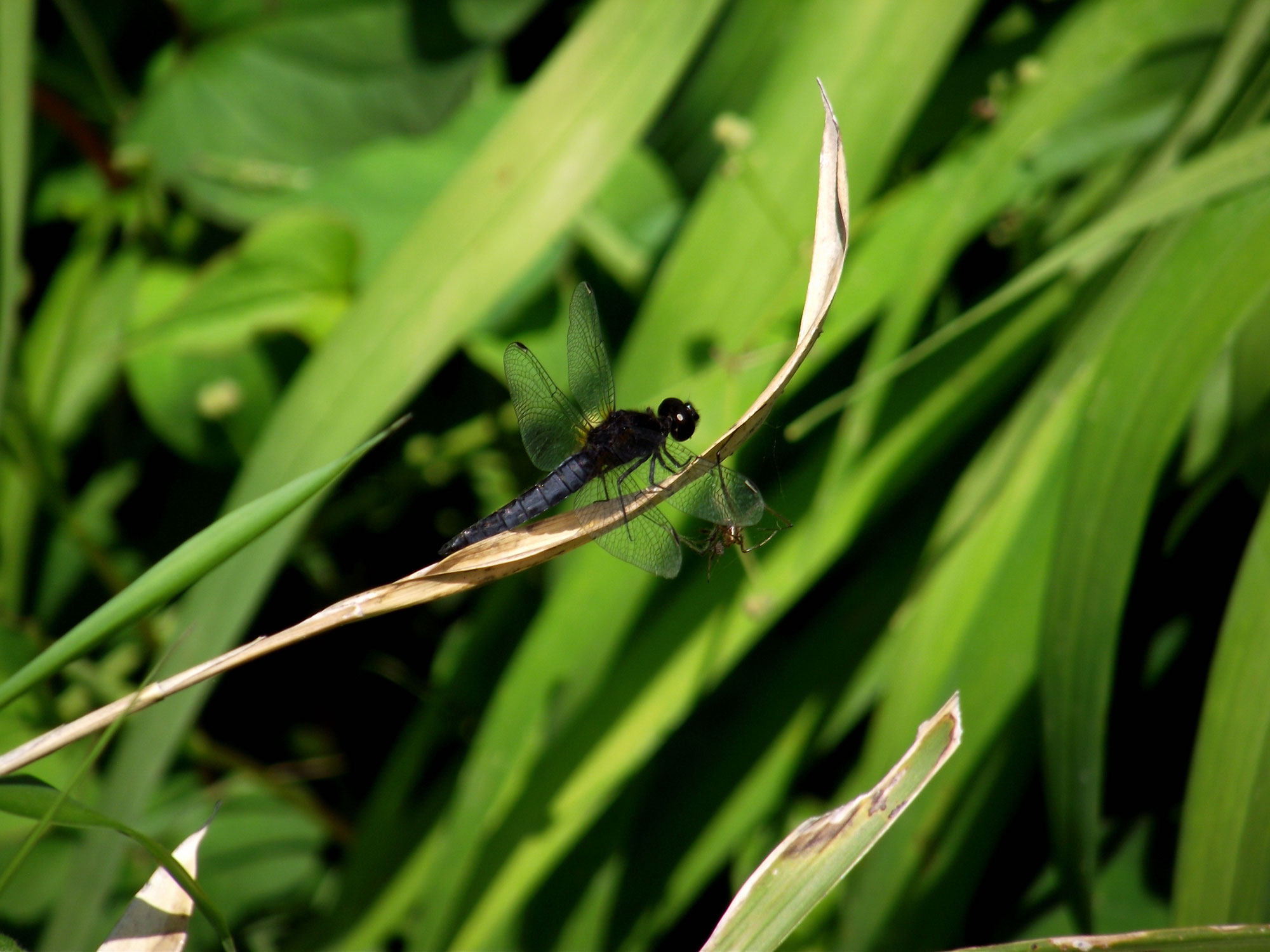 ただの野山を紹介するページができました。