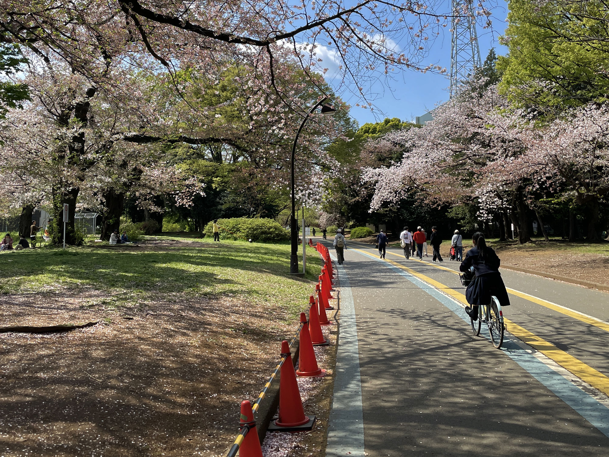 日本の公園には○○が多すぎる？ 公園レポート！