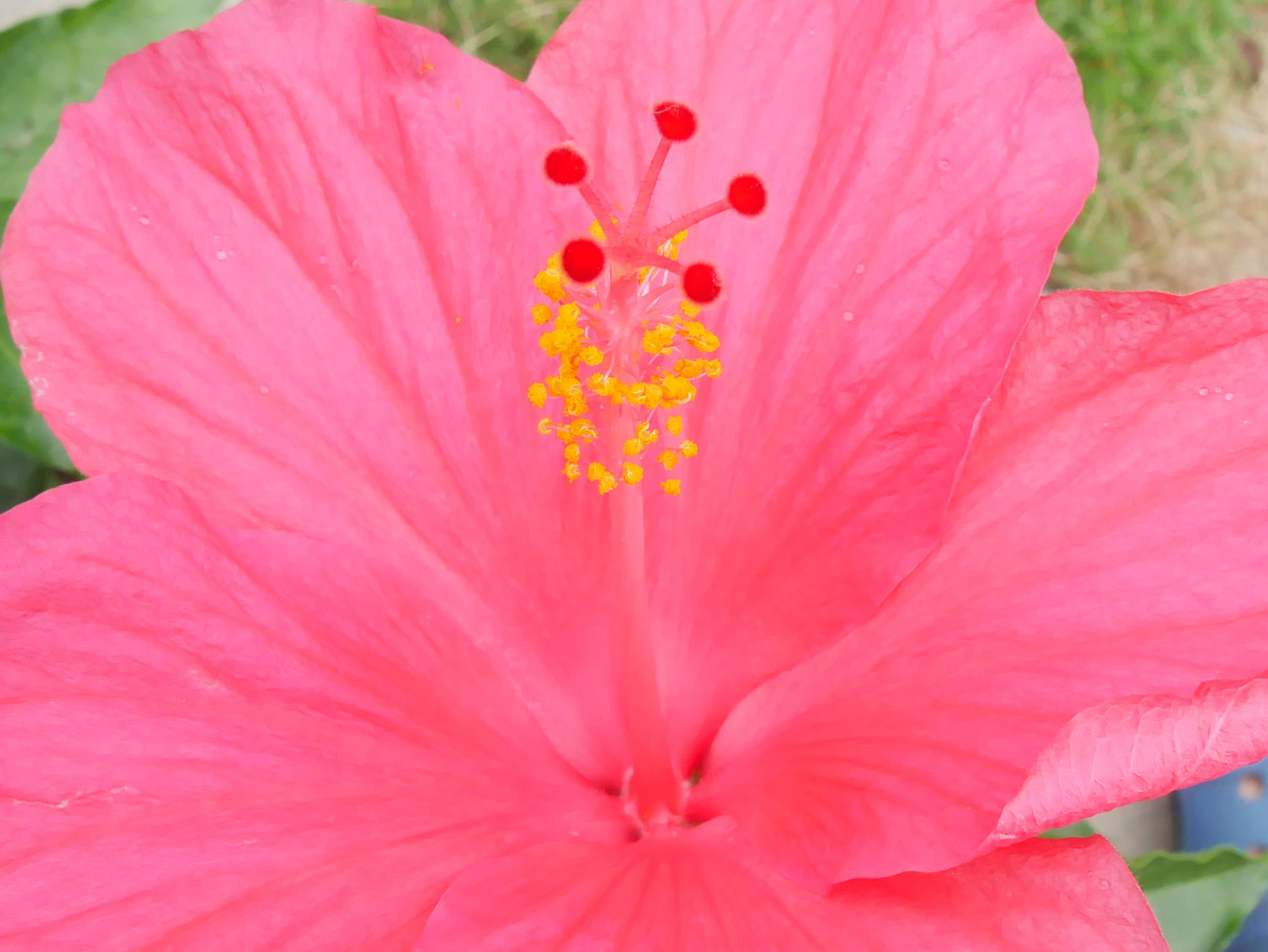 夏の花愛でる