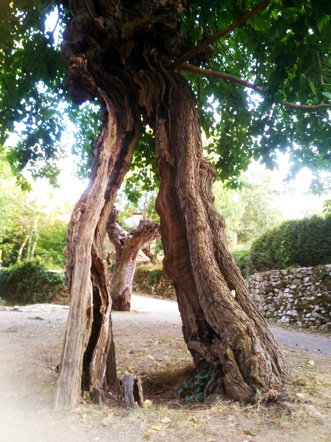 Et si j'étais un arbre?