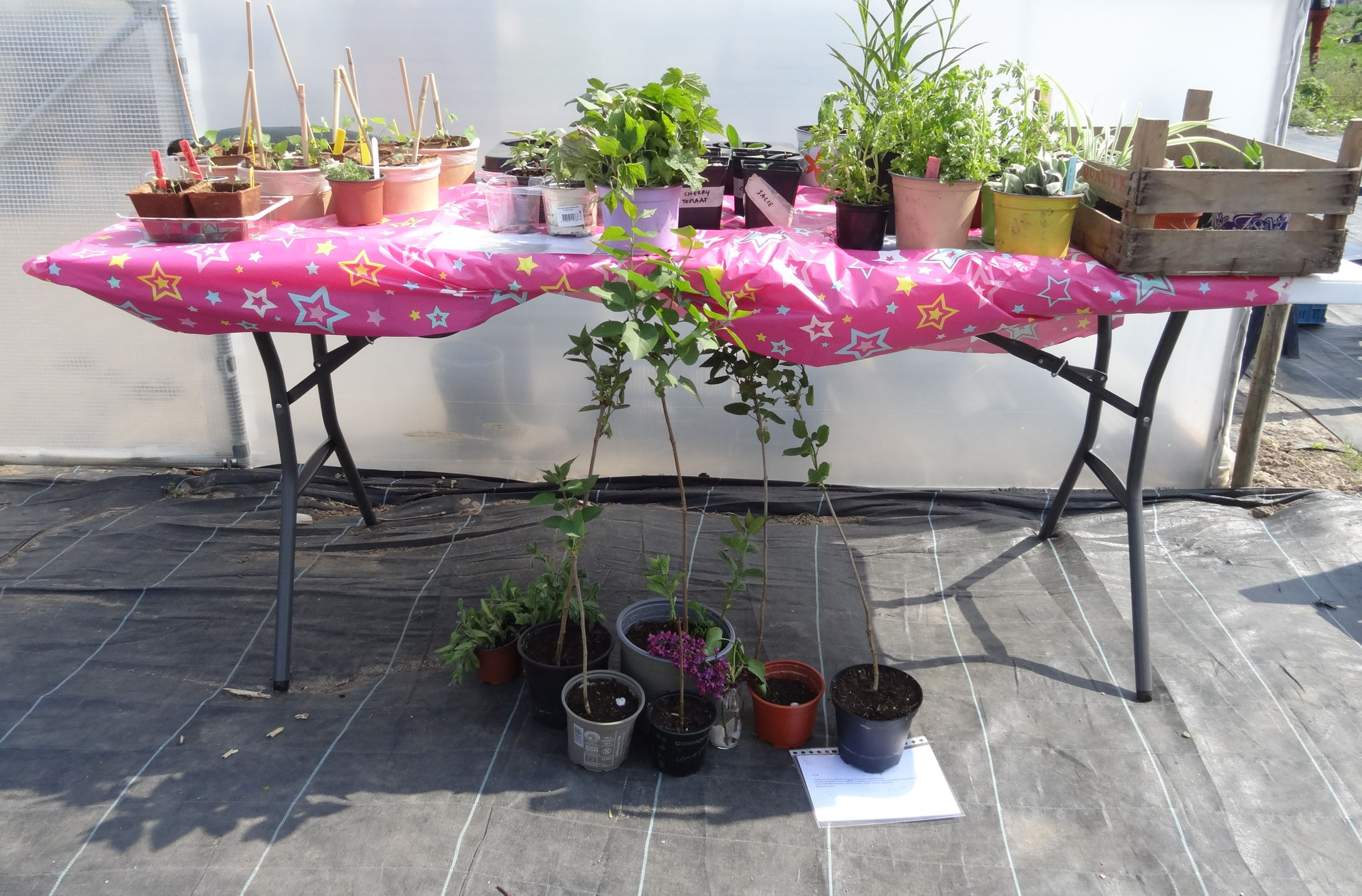 Open dag & Plantjesruilmarkt 7 juni