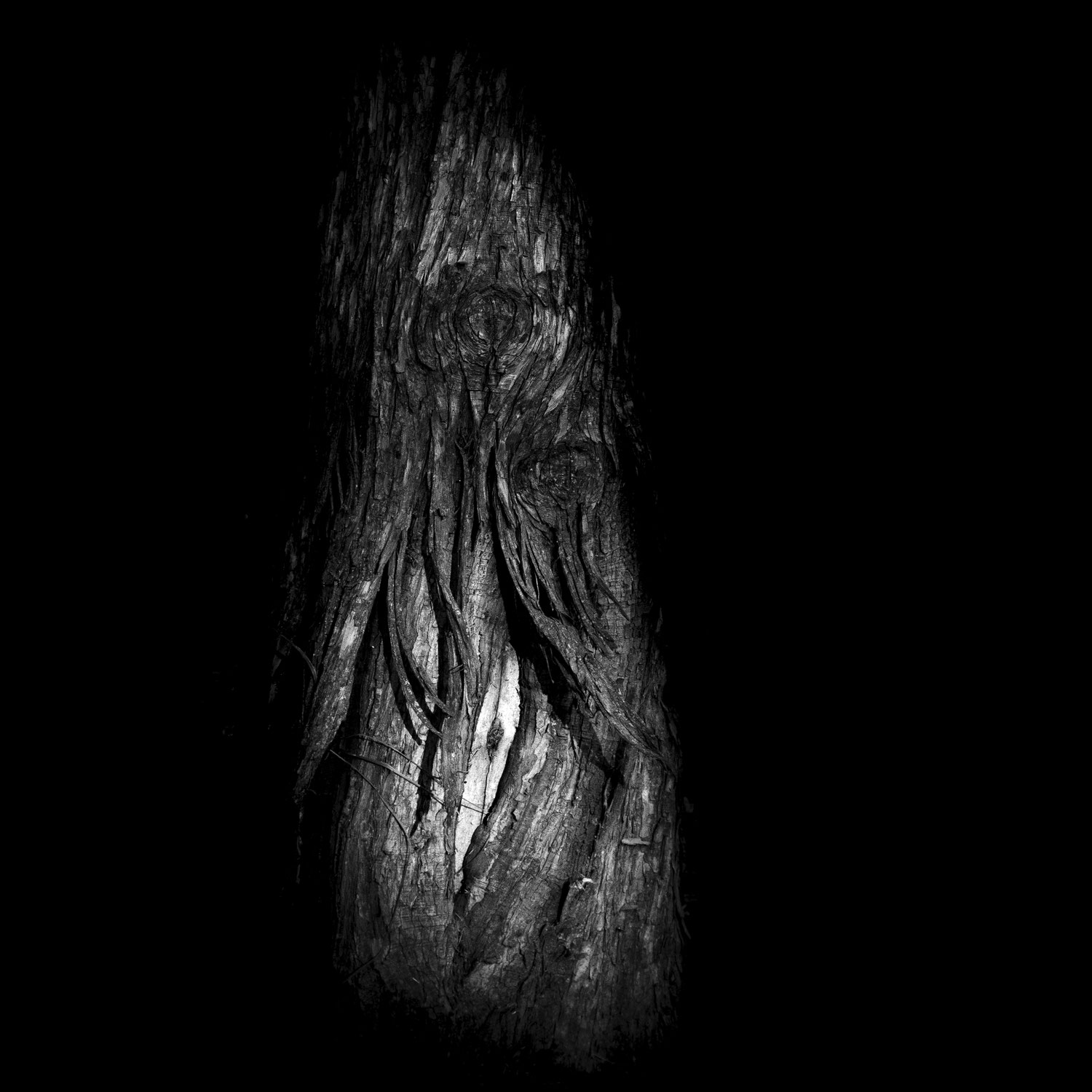 Luce sugli alberi