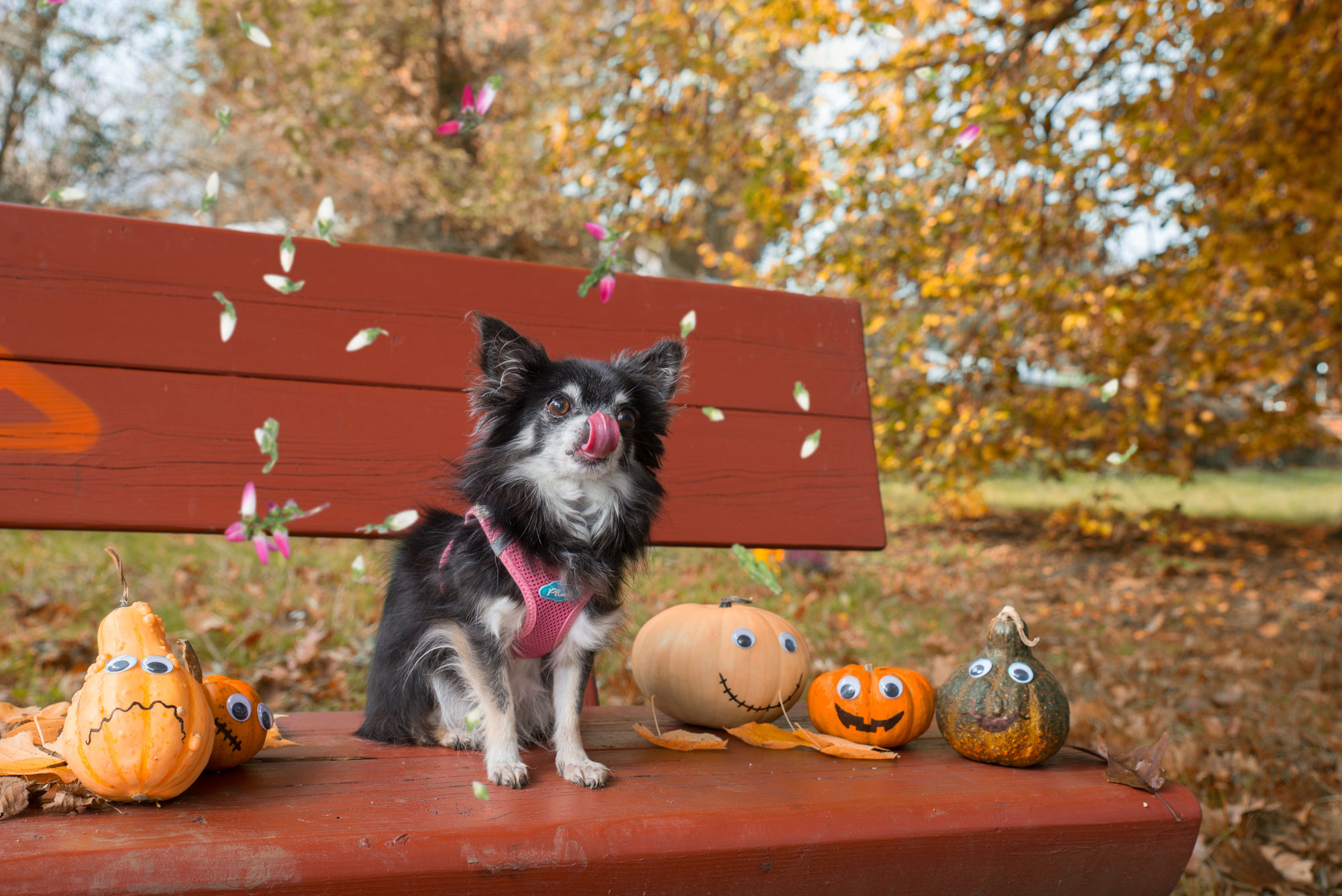 Herbst Pfotenshooting für Hunde