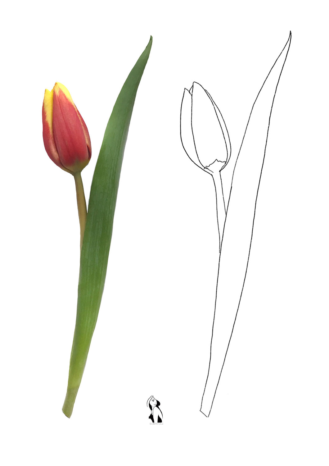 Zeichenvorlage Tulpe