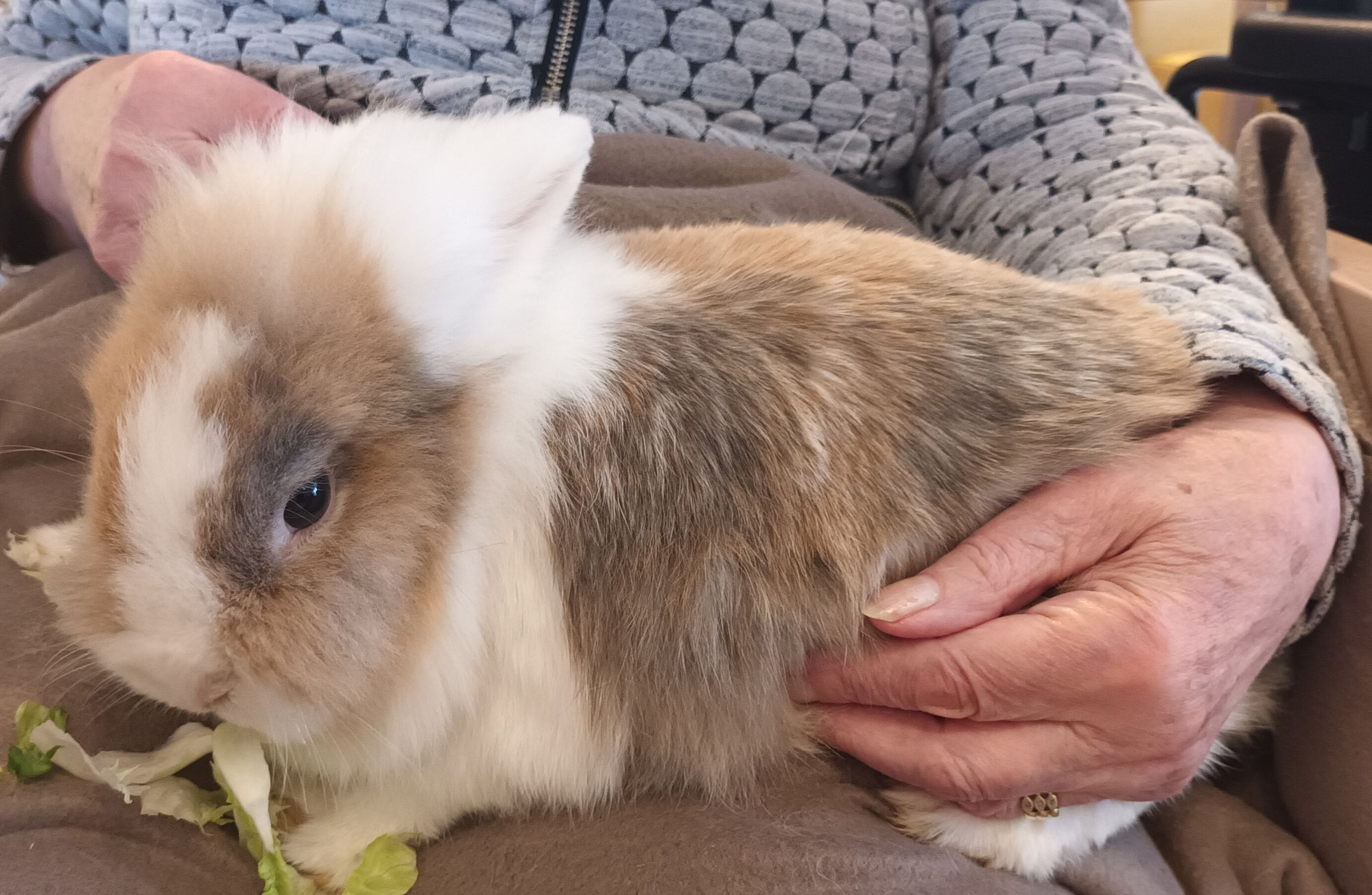 Tierisches Vergnügen mit Panuba