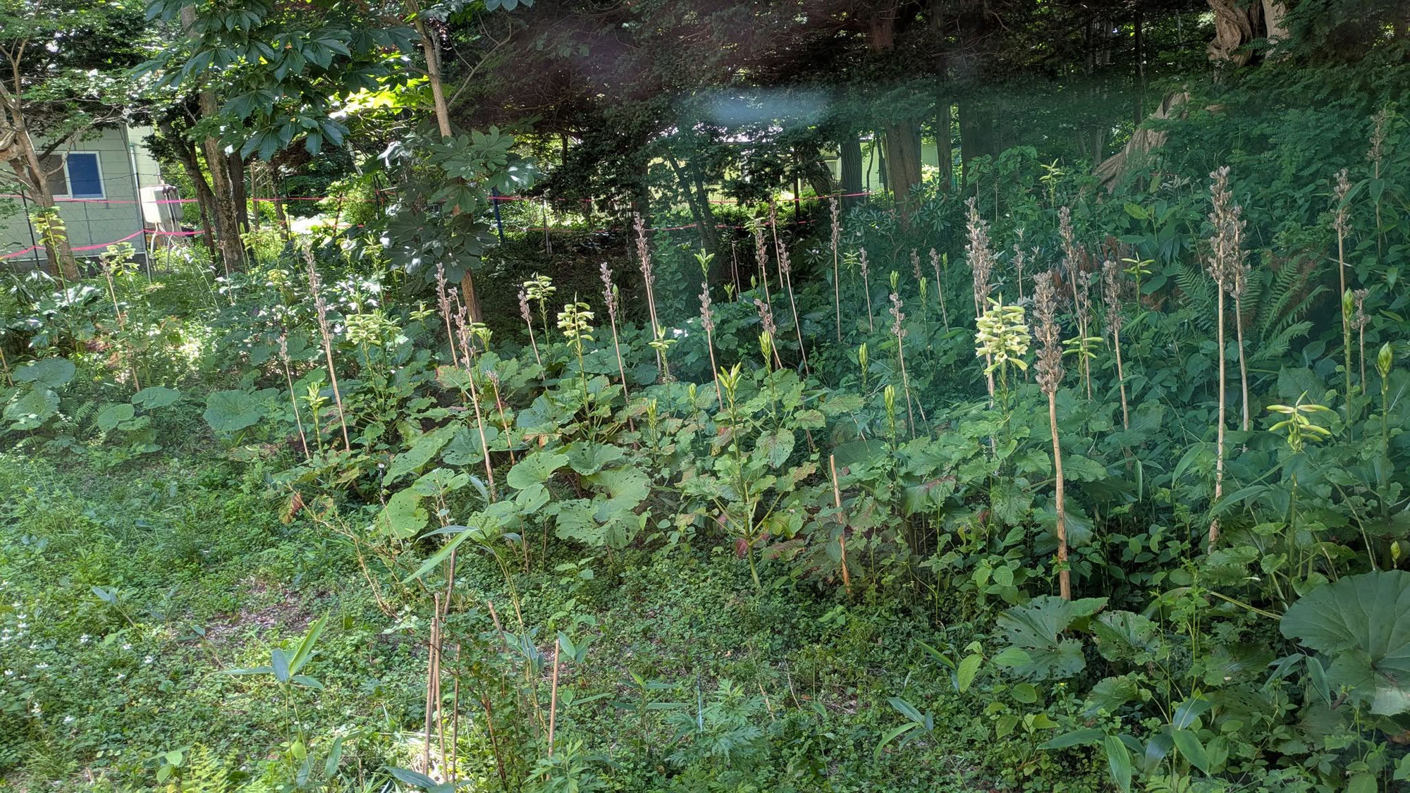turep オオウバユリ花開く　見頃です