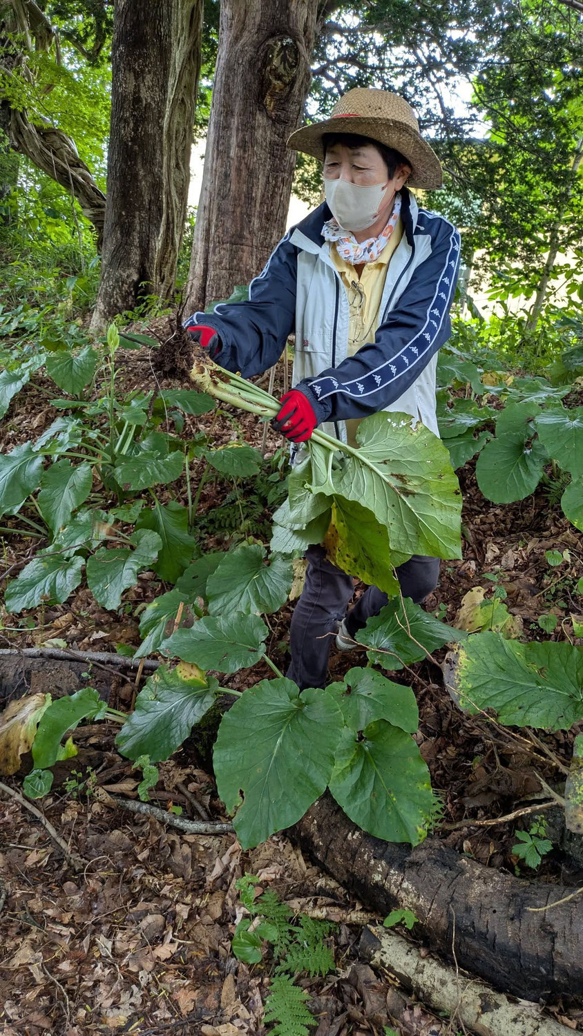 オオウバユリを掘る　夏の自然観察会7月6日
