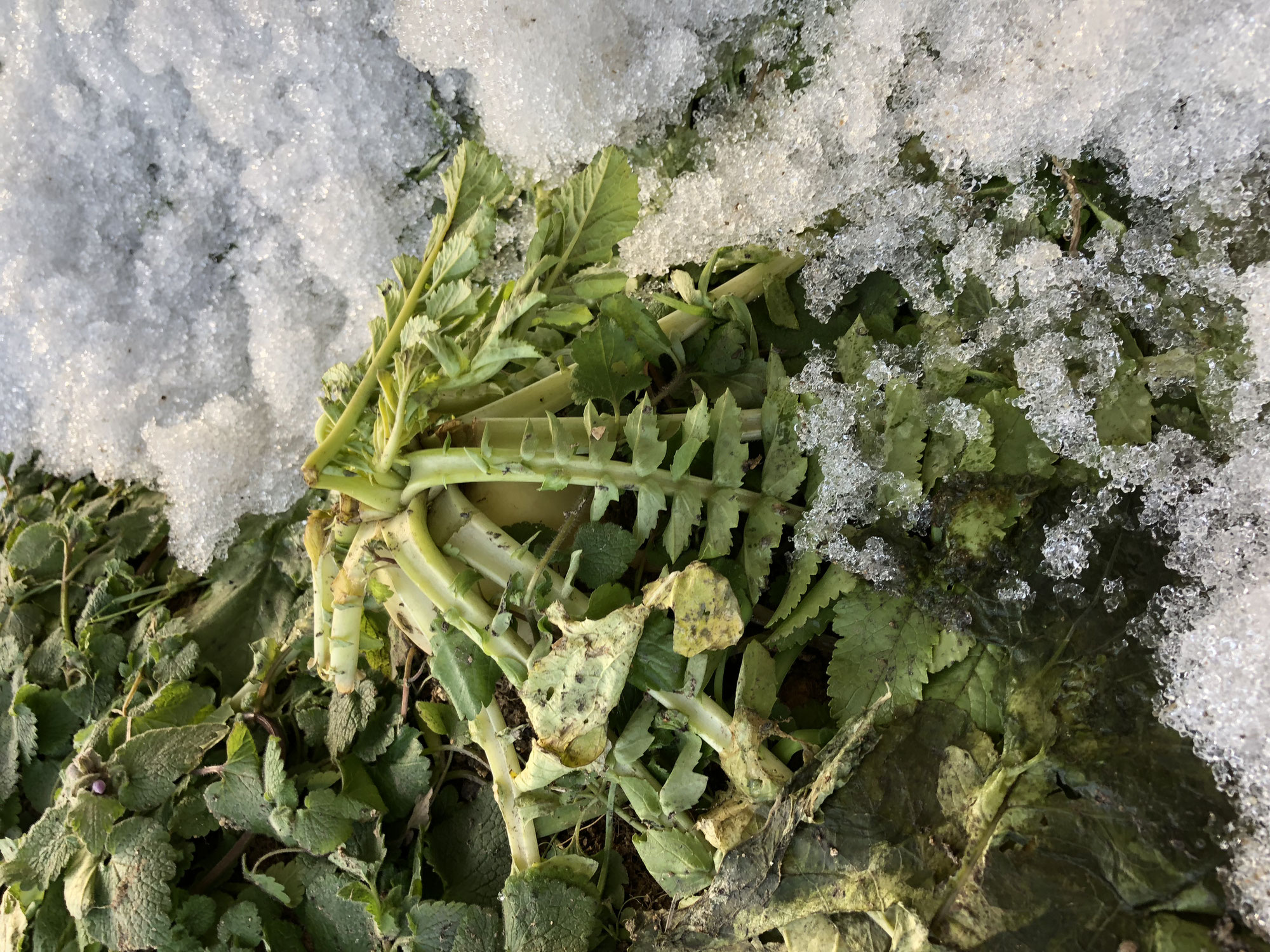 雪の下の大根