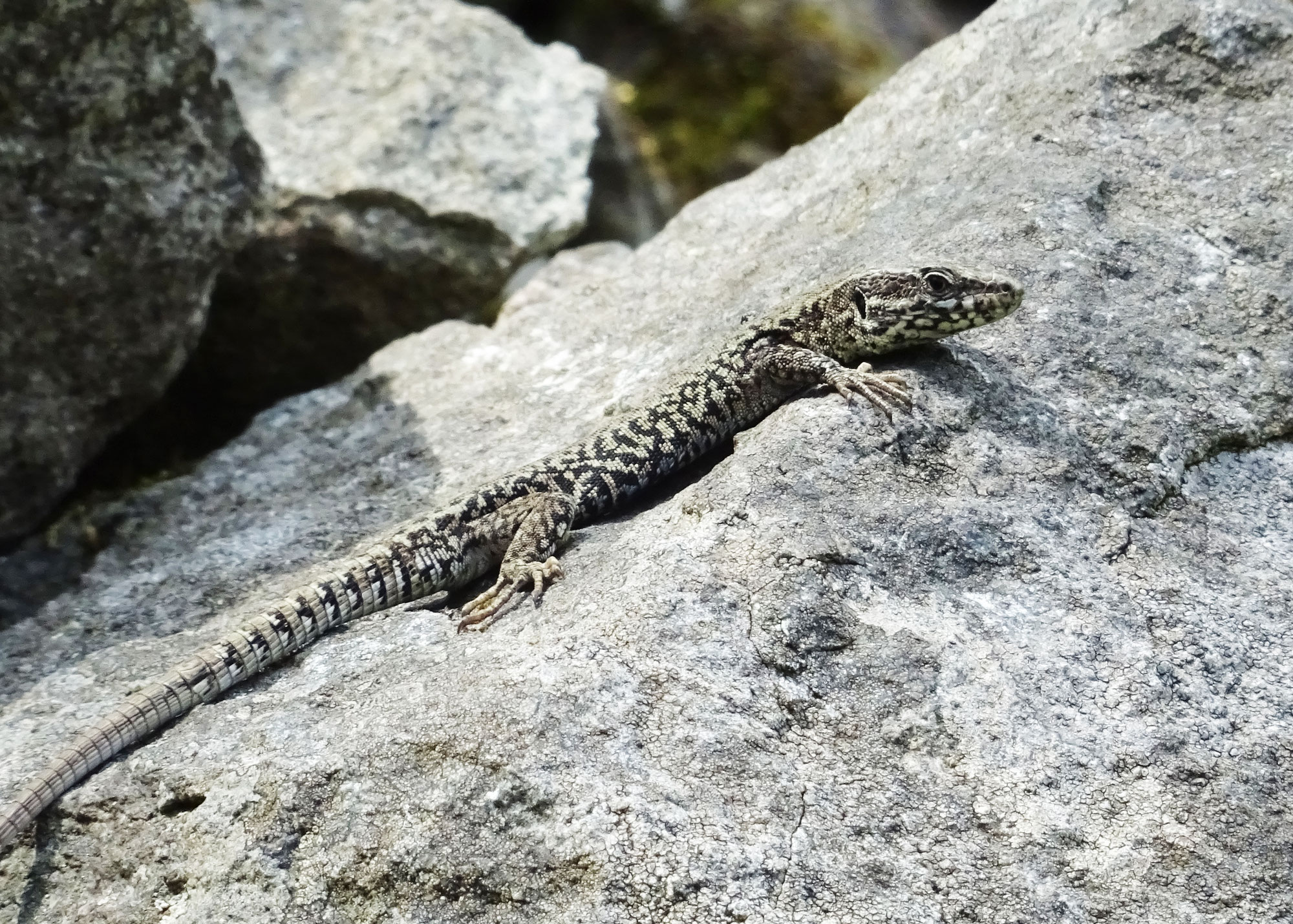 Auf der Suche nach den kleinen Drachen vom Drachenfels.