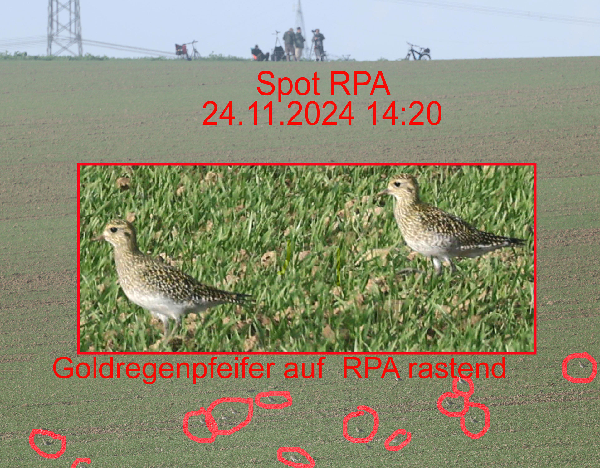 Windräder auf dem Regenpfeiferacker- das Ende unserer Regenpfeifer?