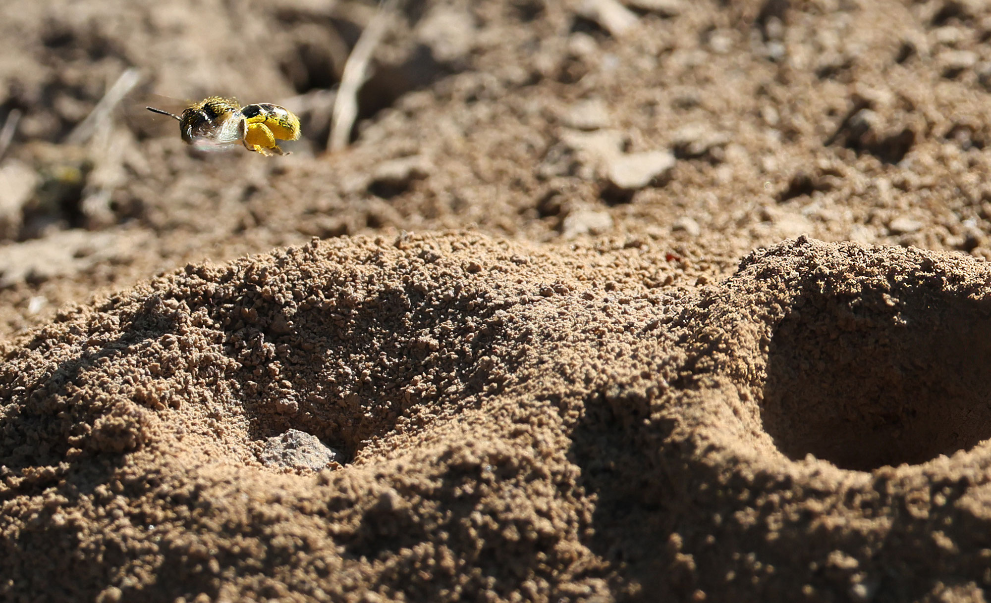 Ein Wildbienenvolk am Rande des Feuchtgebietes Markt